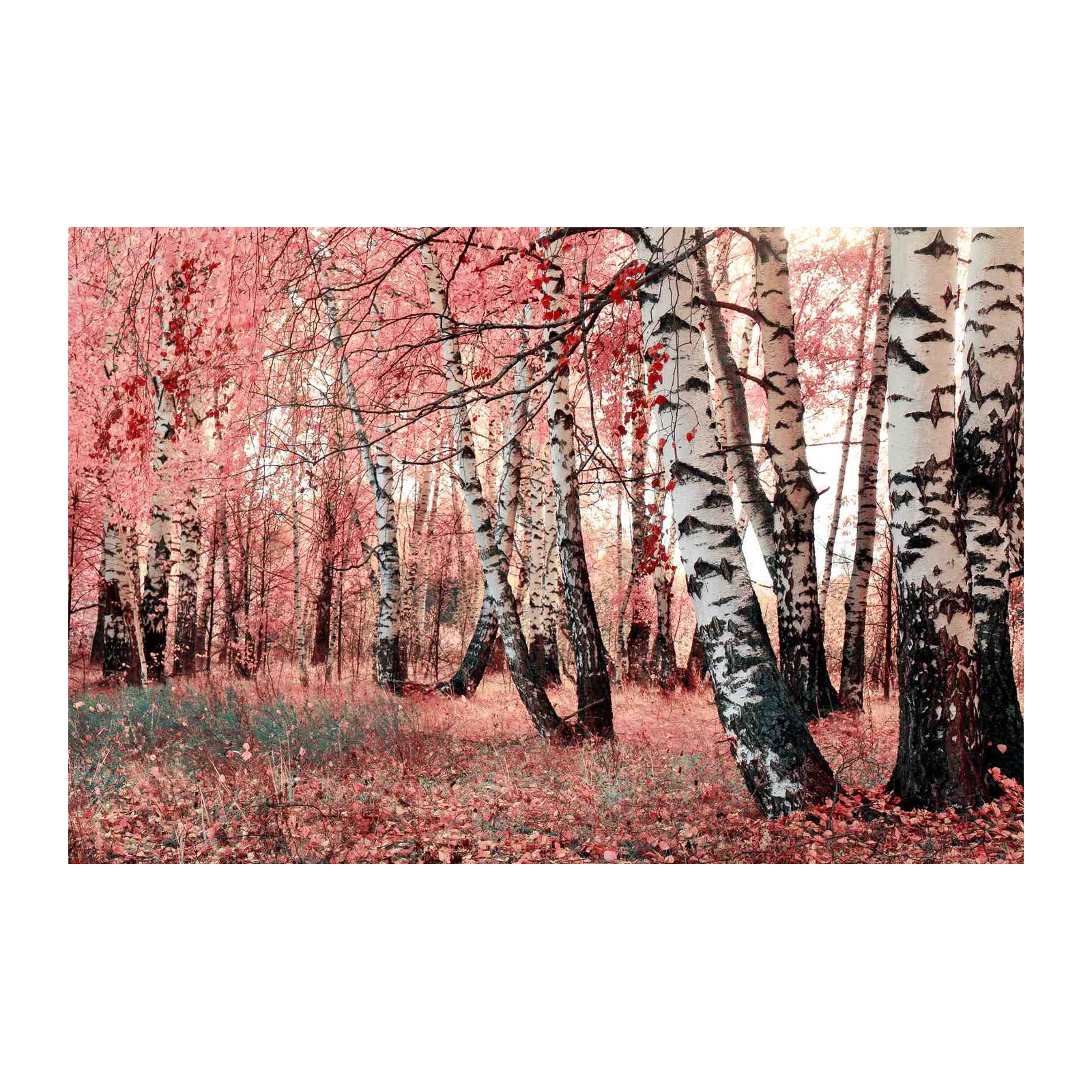 Enchanting Pink Birch Forest Wall Art