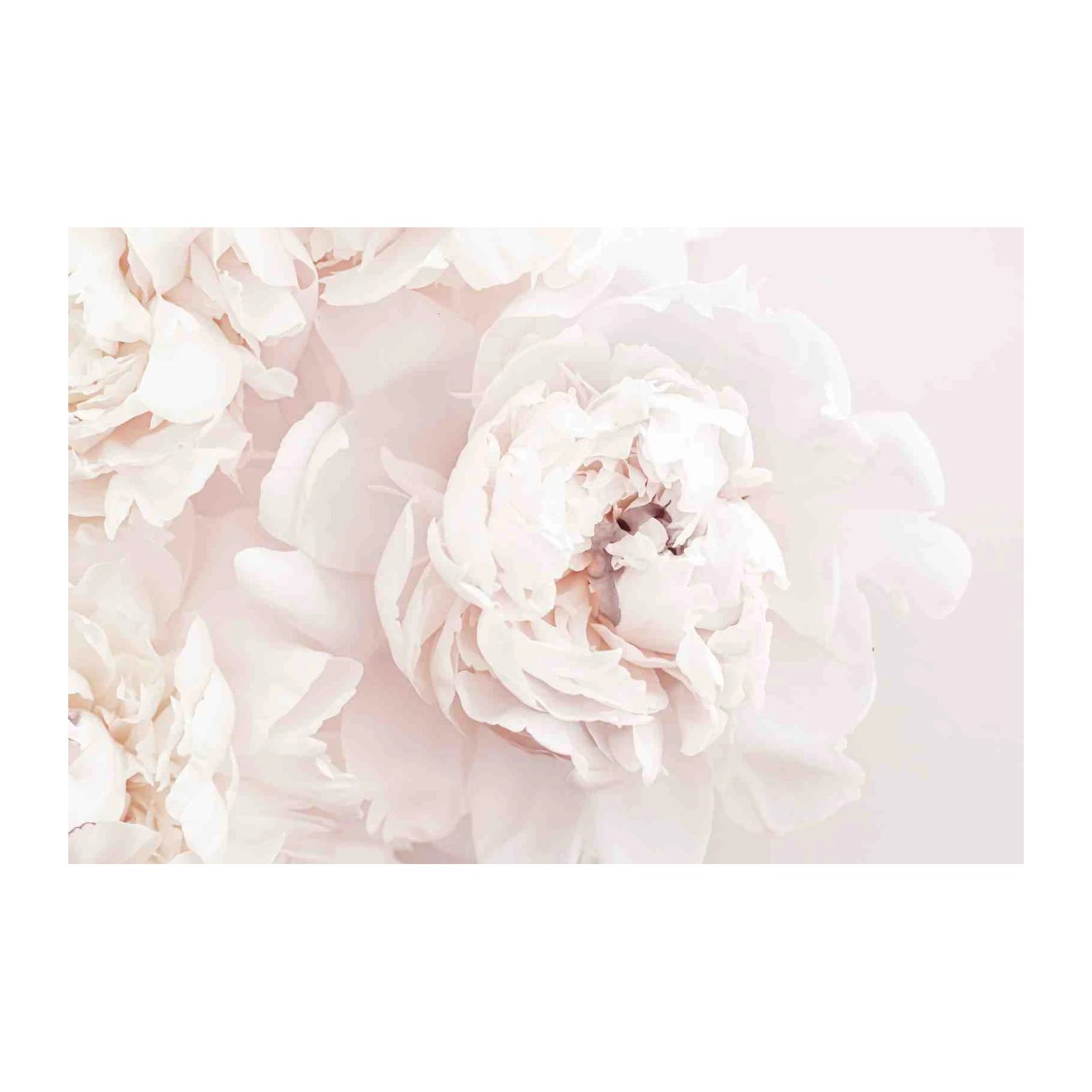 Soft Blush Peony Floral Wall Art