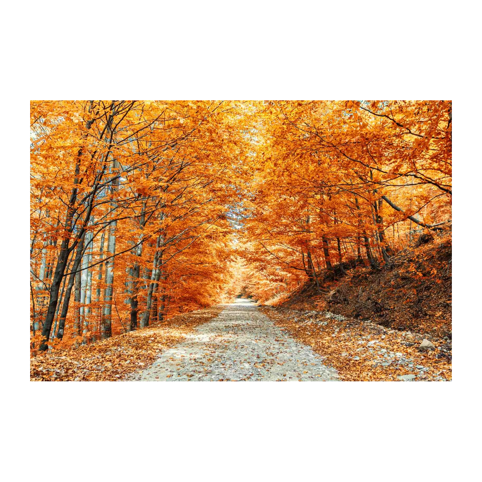 Autumn Forest Path Vibrant Orange Wall Art