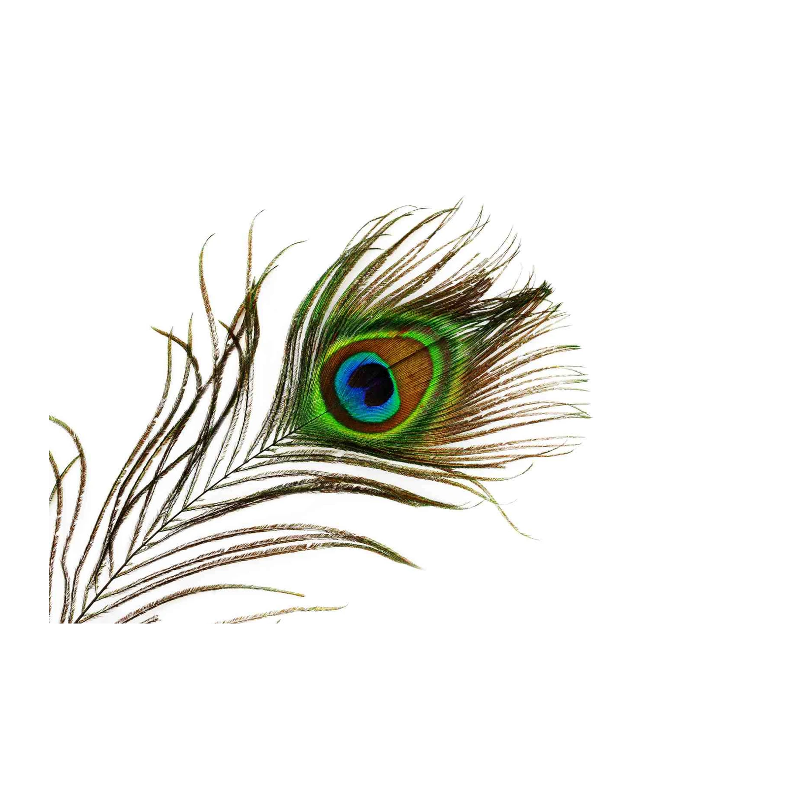 Elegant Peacock Feather Art Wall Art