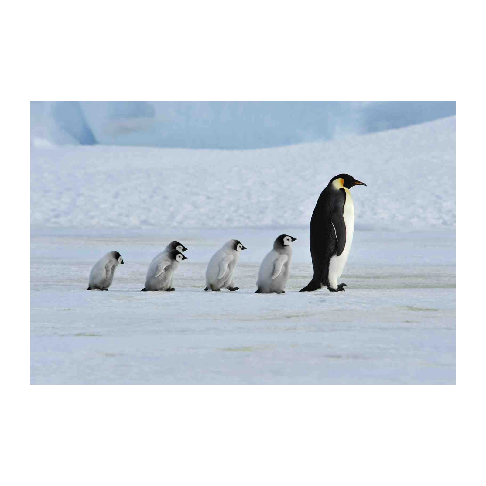 Cute Penguin Family Lineup Wall Art