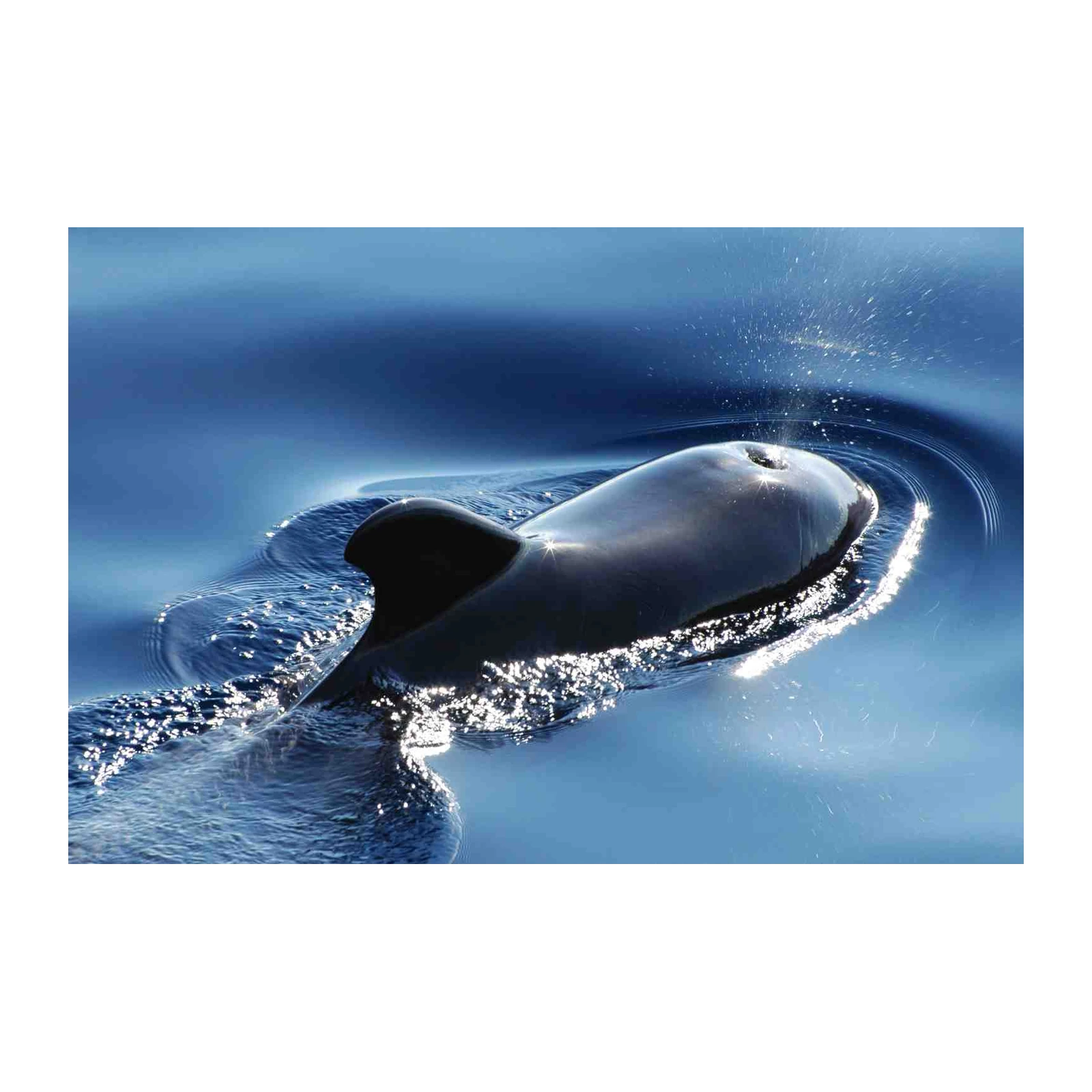 Pilot Whale Ocean Serenity Wall Art