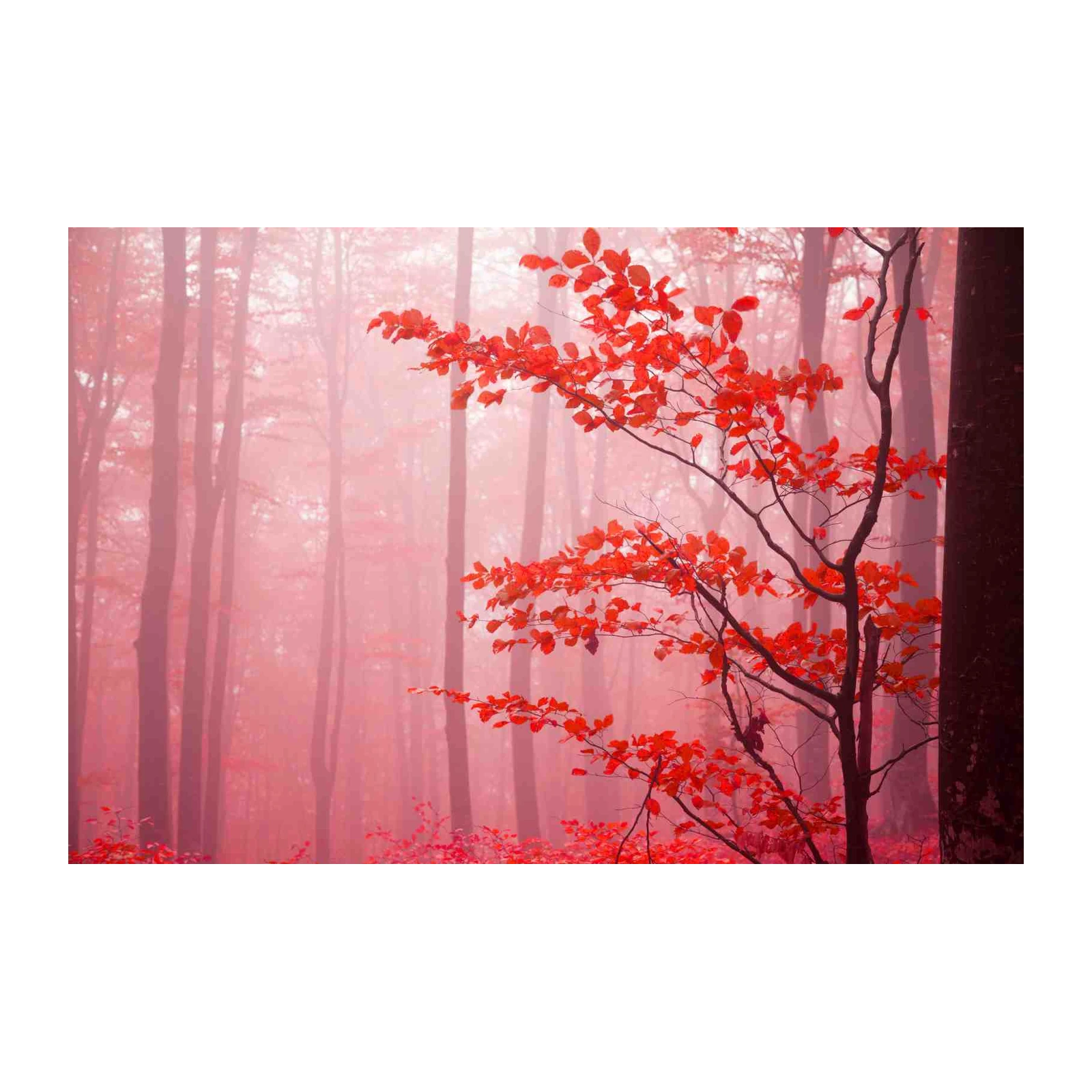Enchanting Red Forest Autumn Leaves Wall Art