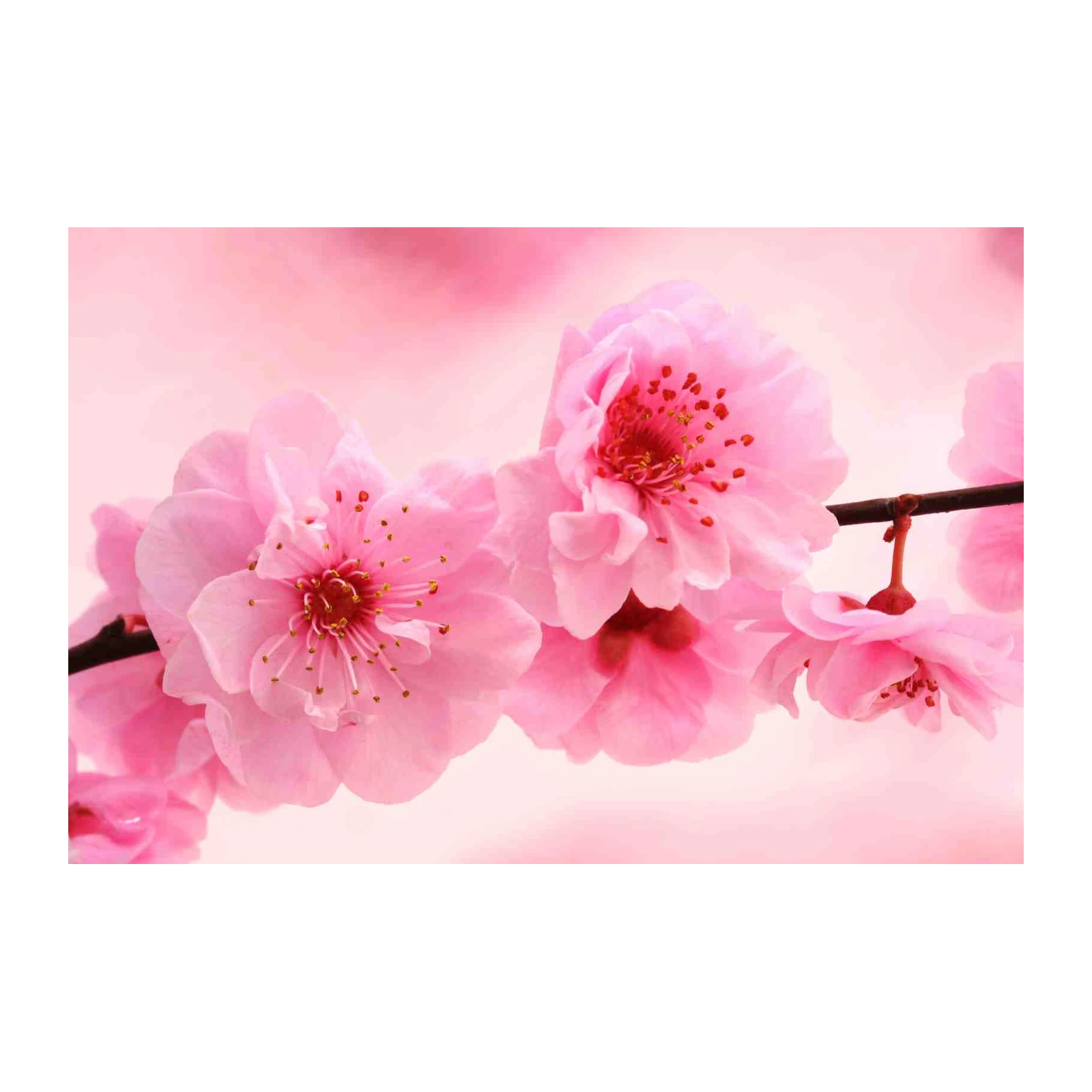 Blooming Pink Cherry Blossom Wall Art