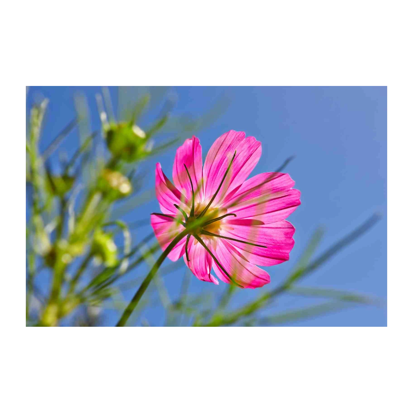 Vibrant Pink Cosmos Flower Sky Wall Art