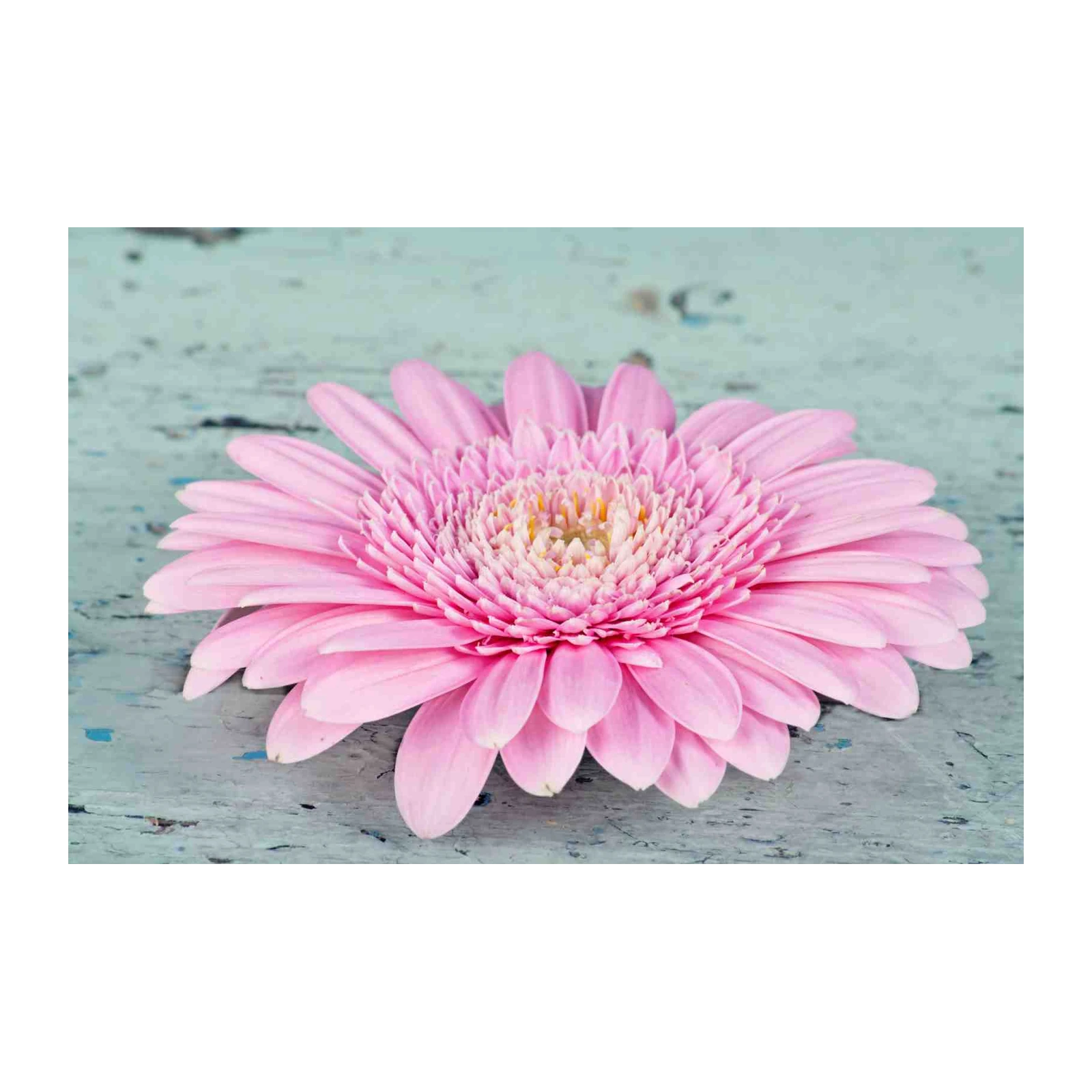 Soft Pink Gerbera Daisy Wall Art