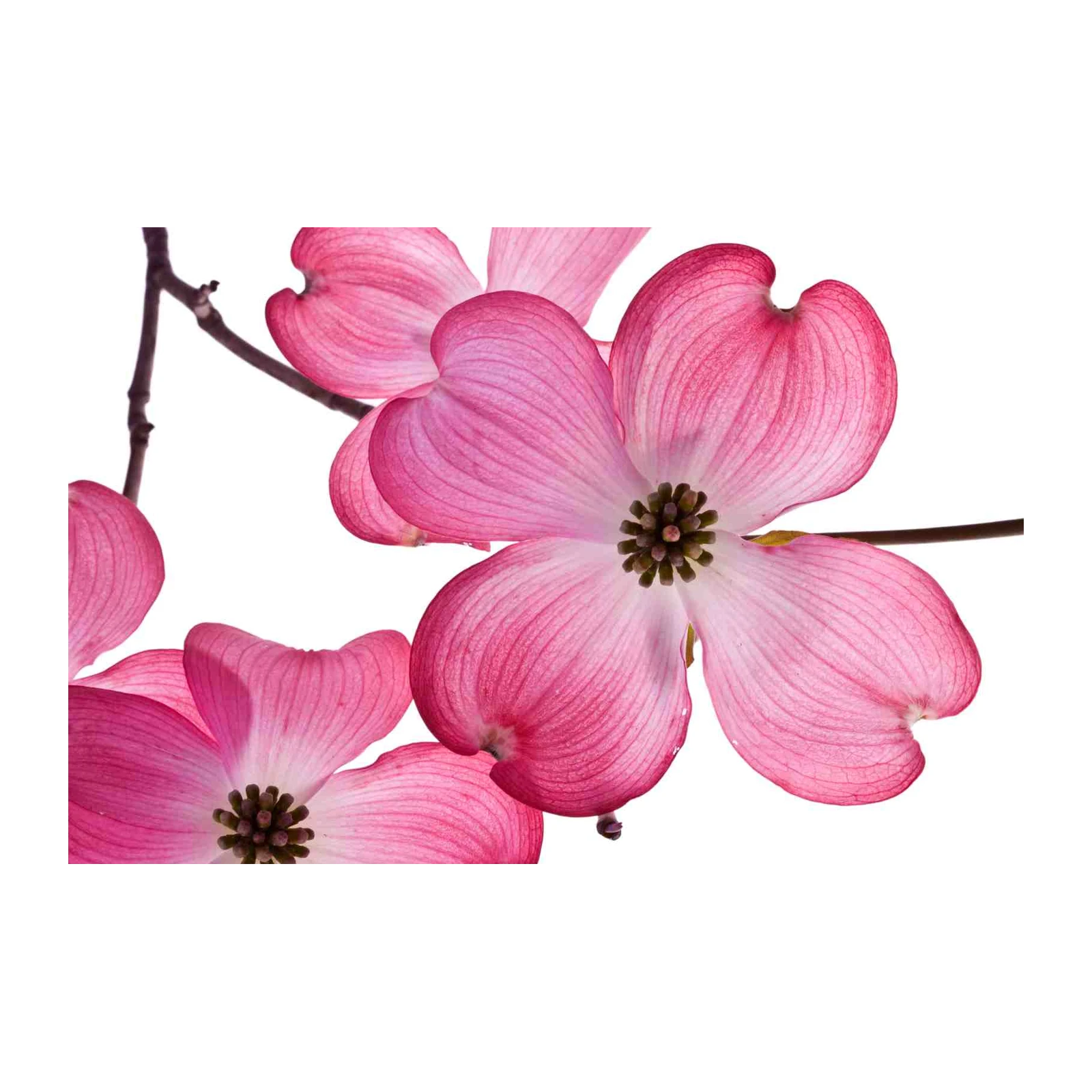 Vibrant Pink Dogwood Blossom Wall Art Art