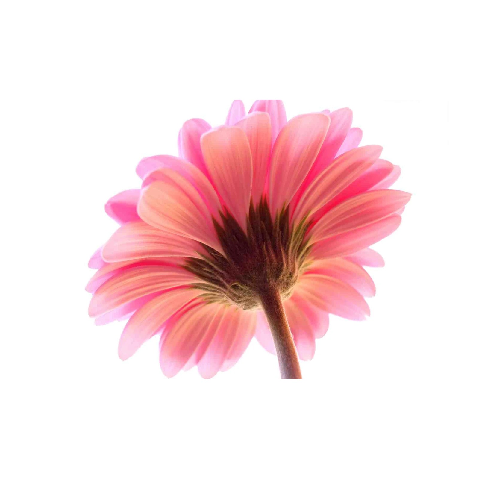 Pink Gerbera Bloom Wall Art