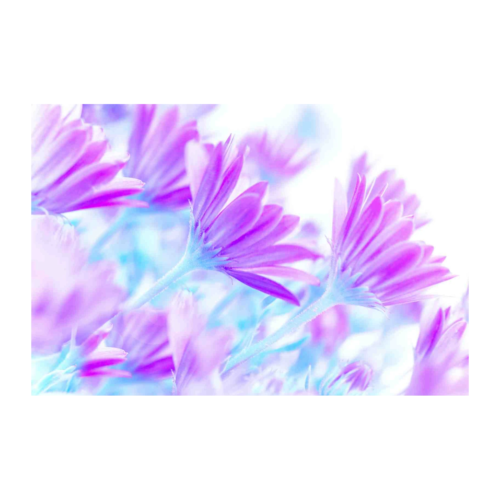 Dreamy Purple Daisy Floral Wall Art