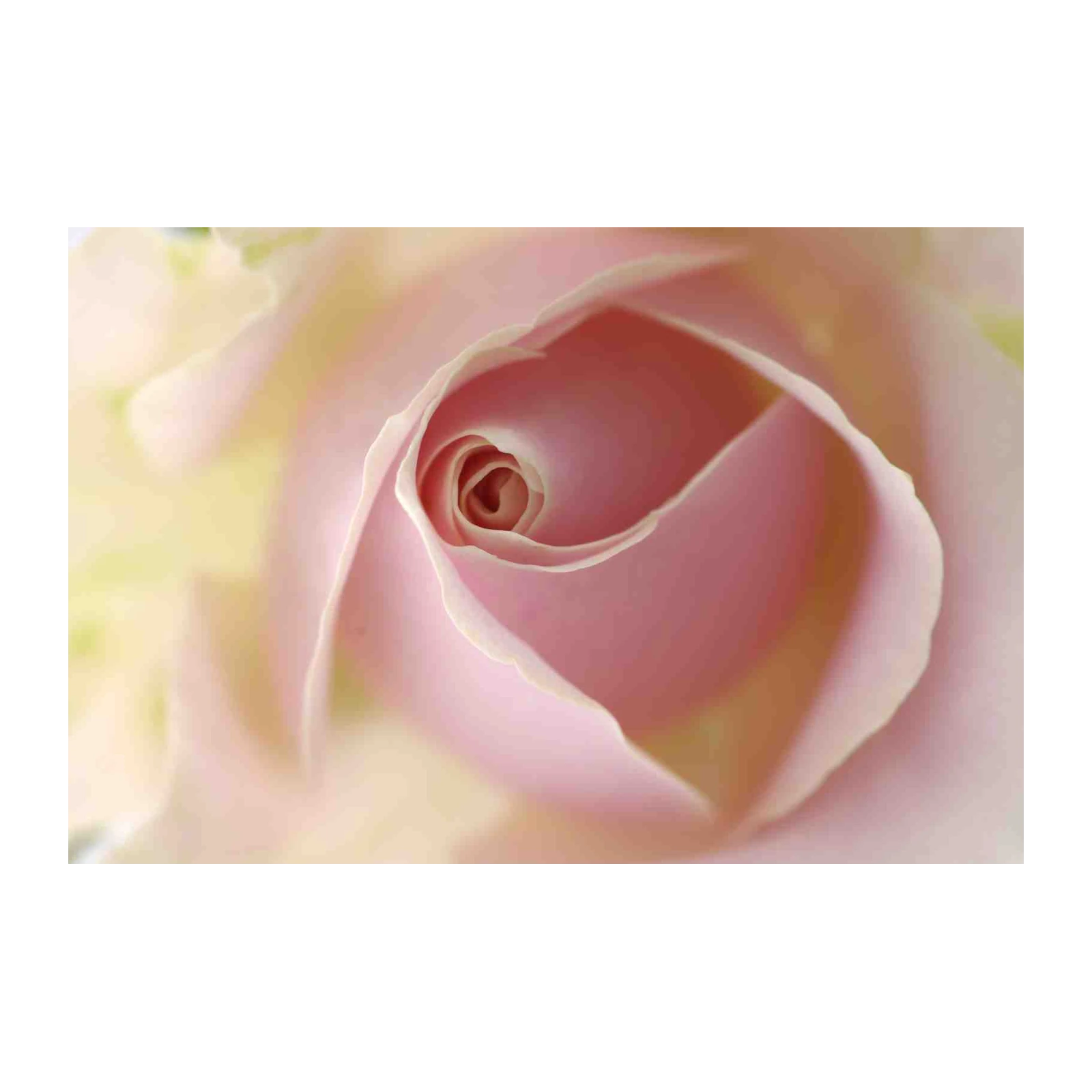 Serene Pink Rose Bud Close-up Wall Art