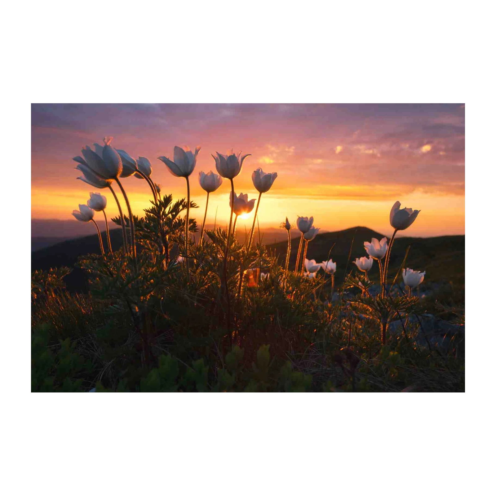 Serene Mountain Anemones Sunset Wall Art