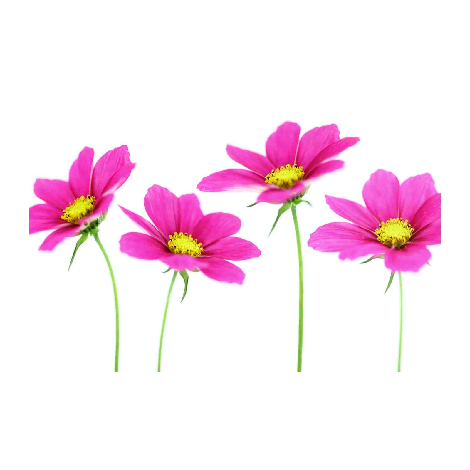 Vibrant Pink Cosmos Floral Art Wall Art
