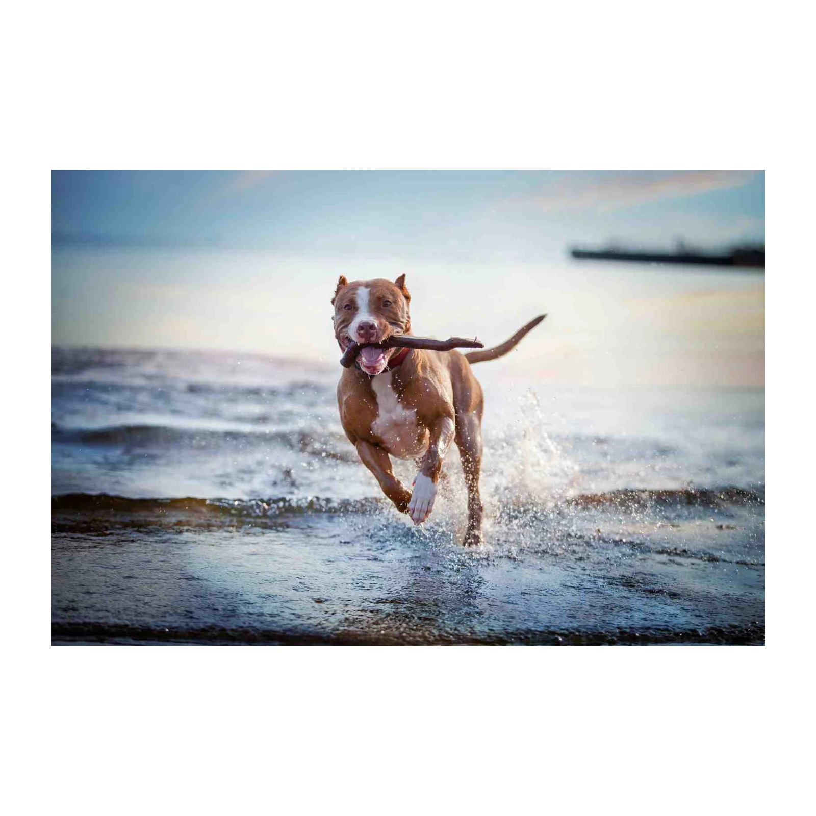 Joyful Pitbull Beach Run Wall Art