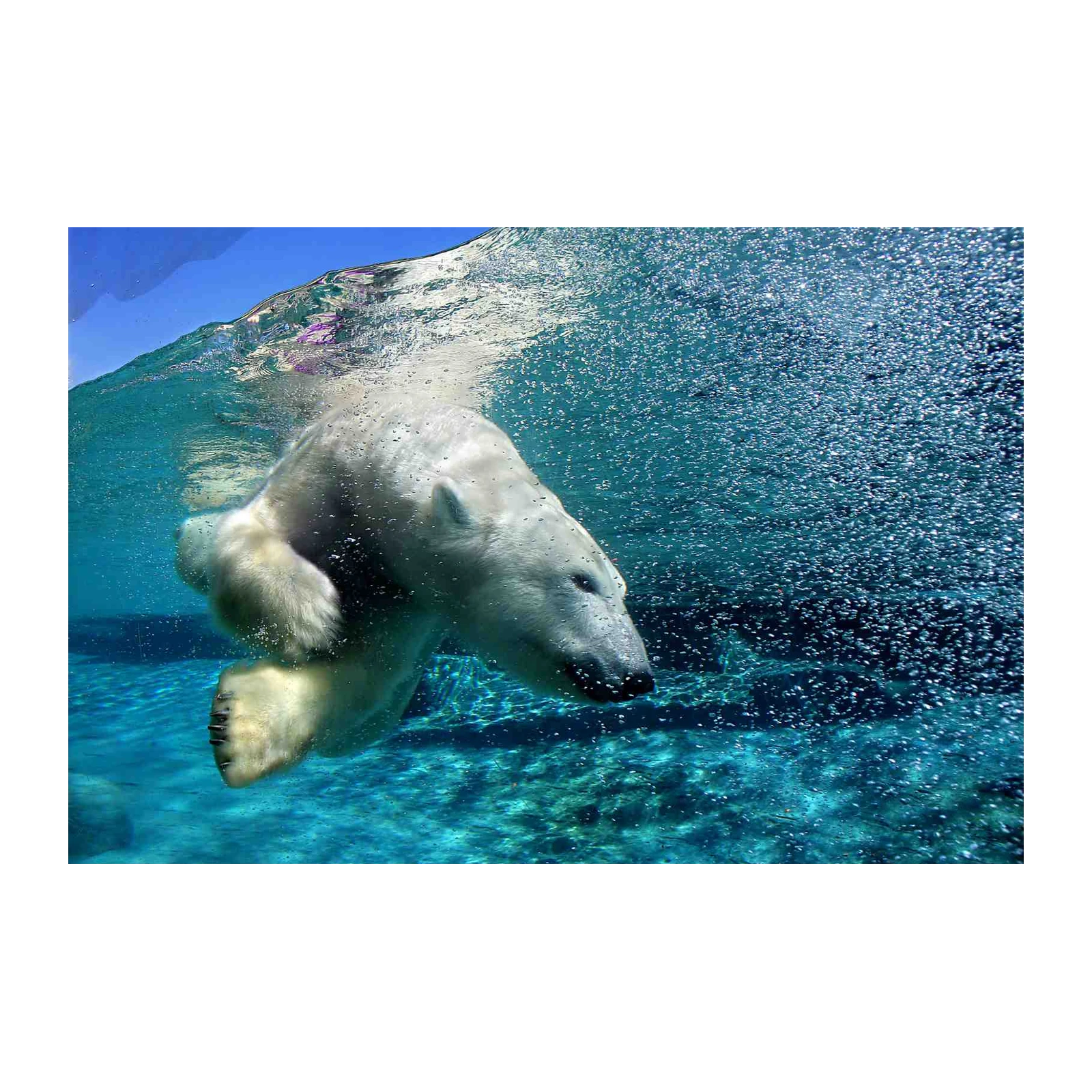 Majestic Polar Bear Underwater Arctic Wall Art