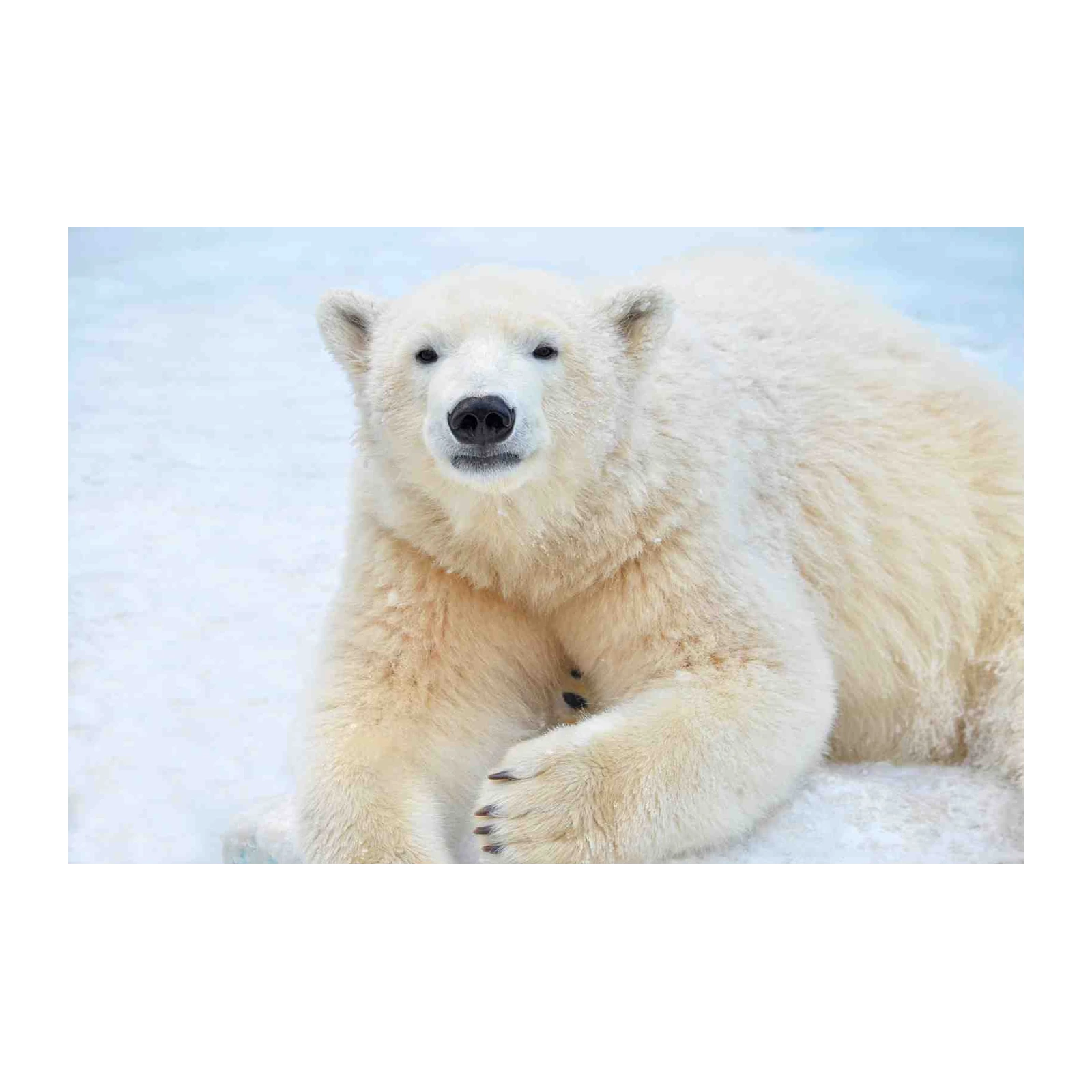 Majestic Polar Bear Arctic Majesty Wall Art