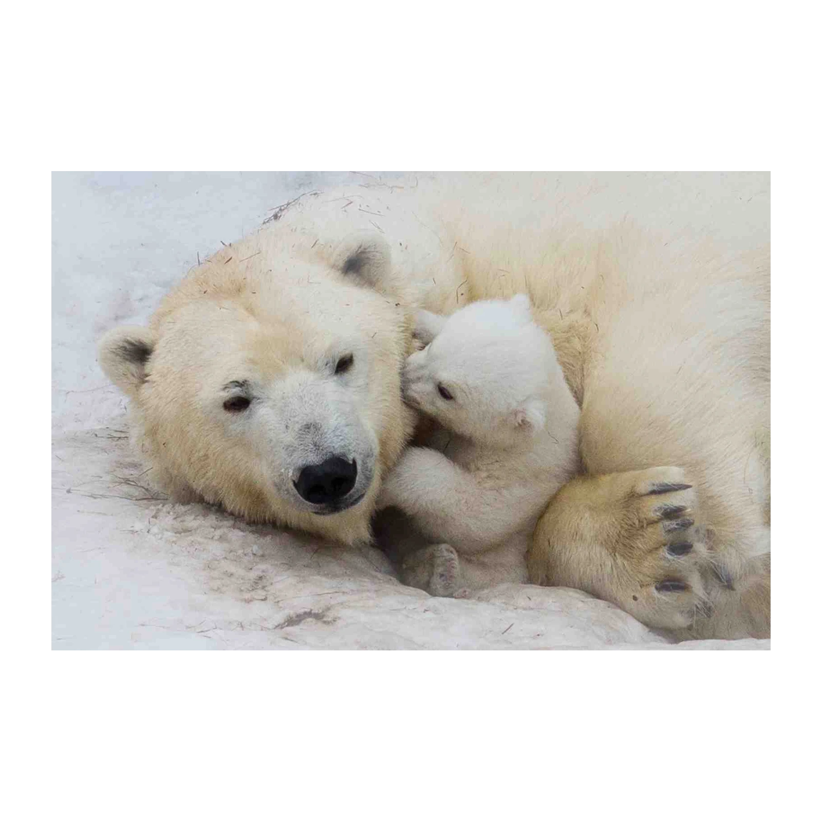 Adorable Polar Bear Cub Hugging Mom Wall Art