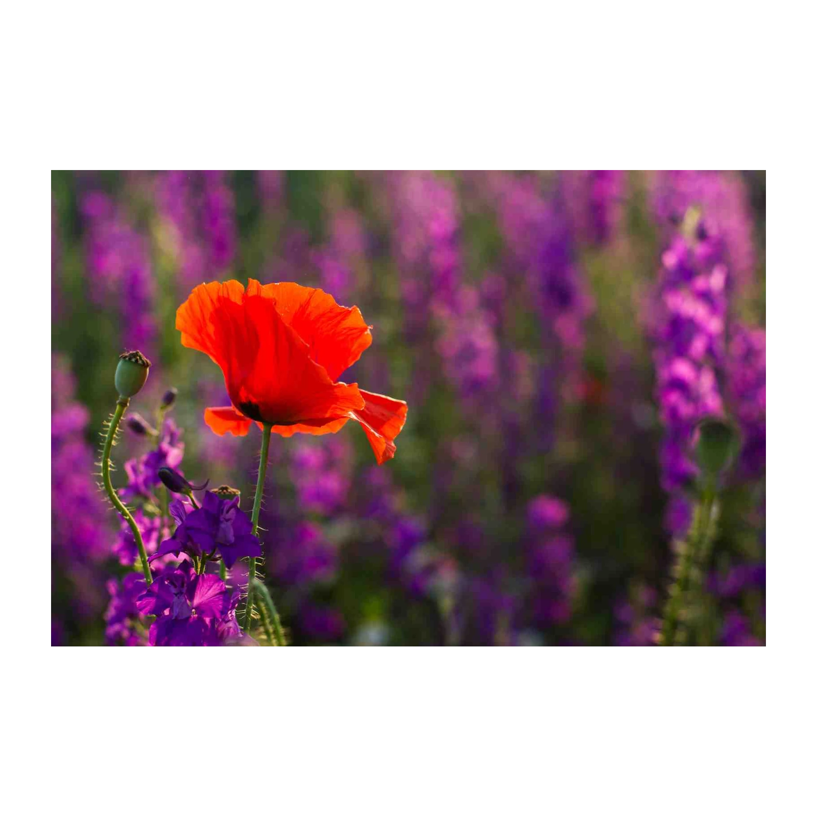 Vibrant Poppy & Lavender Field Wall Art