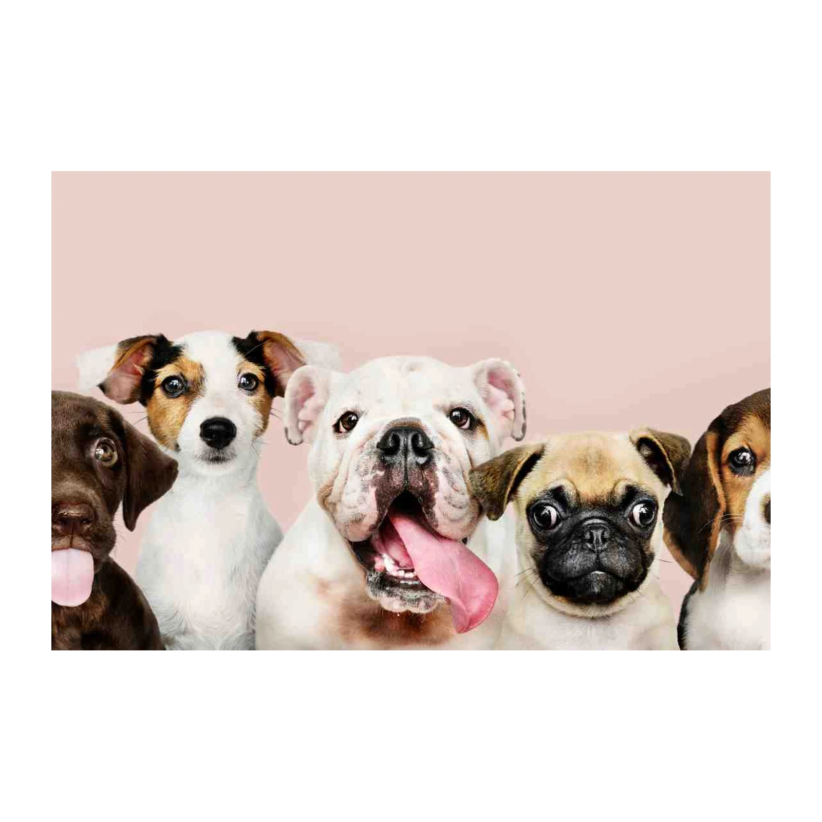 Adorable Dog Pack Wall Art