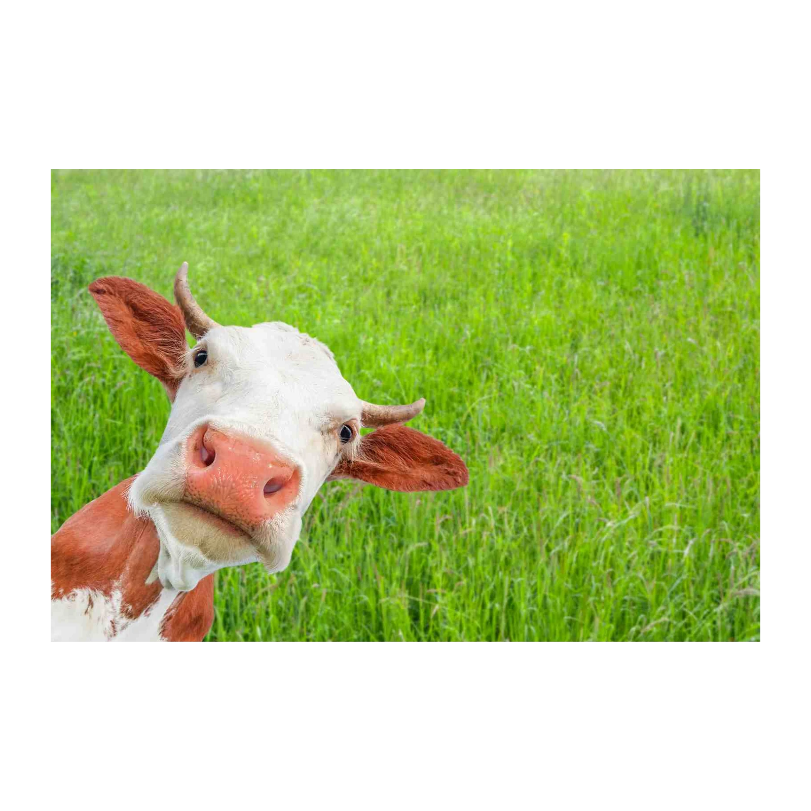 Curious Cow Peeking Farmhouse Wall Art