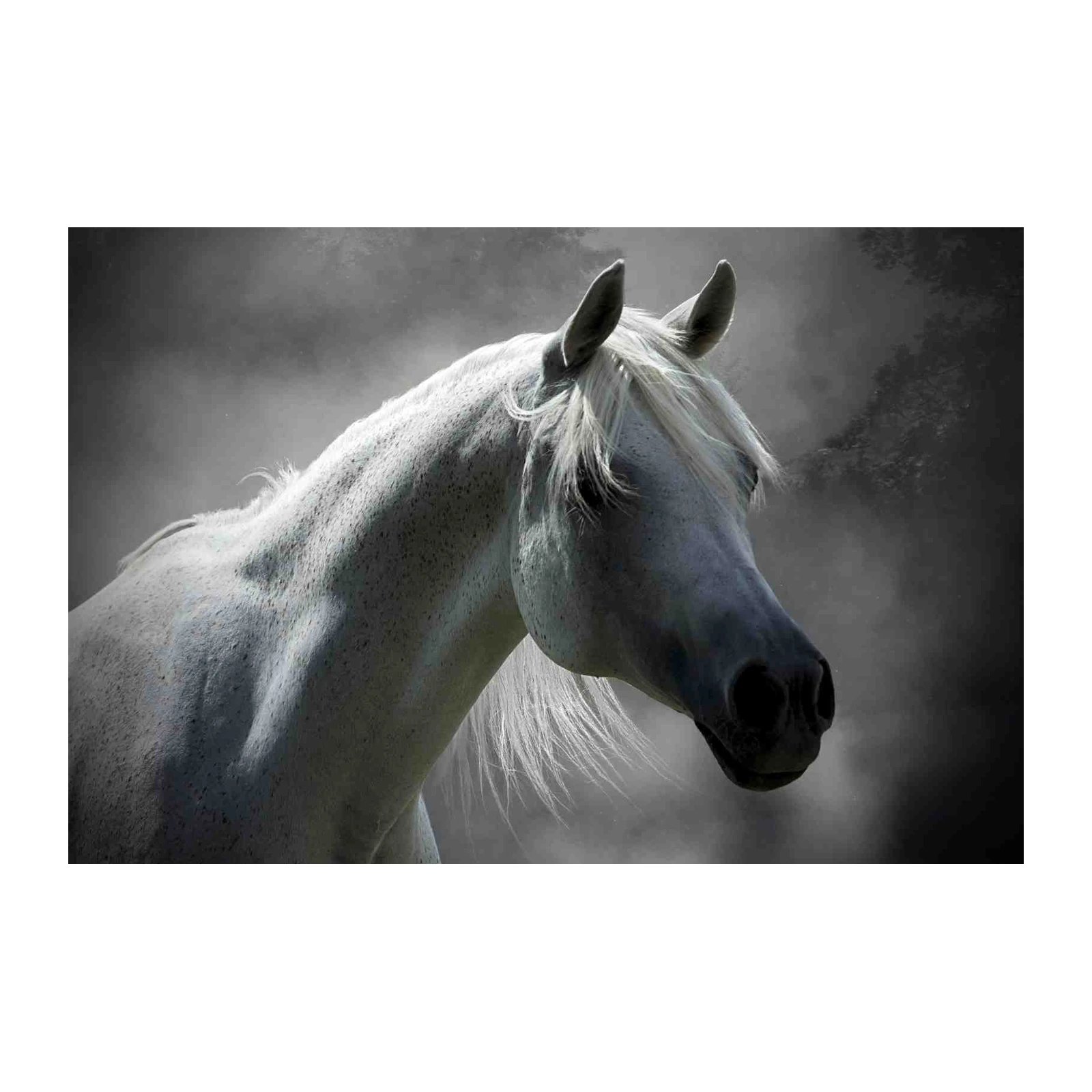Majestic White Horse Head Wall Art