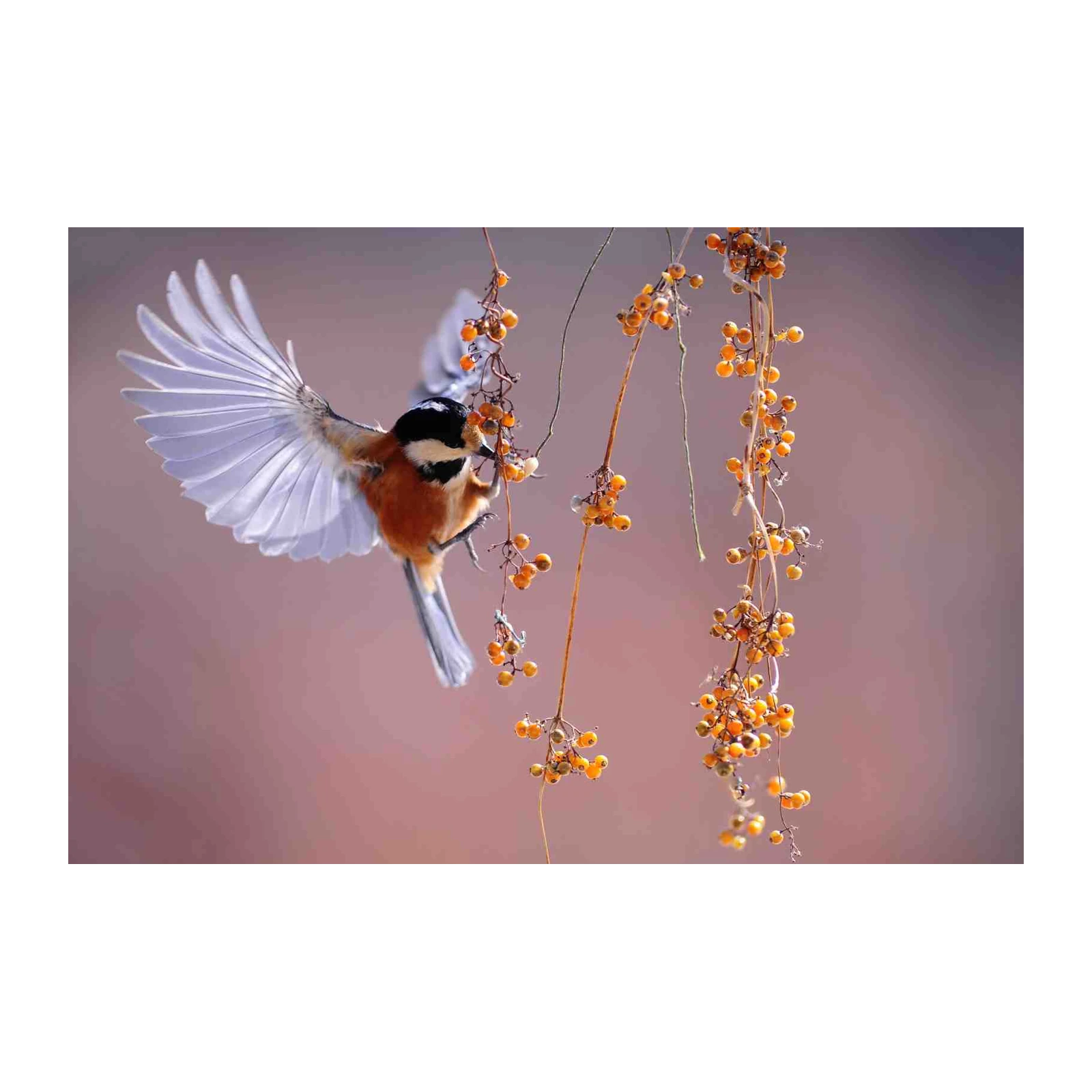 Vibrant Chickadee & Berries Wall Art