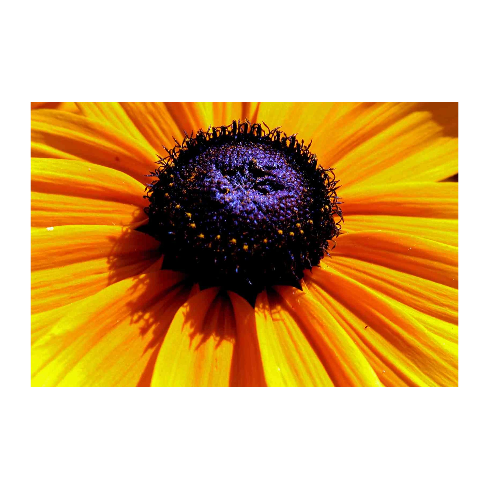 Vibrant Sunflower Macro Wall Art