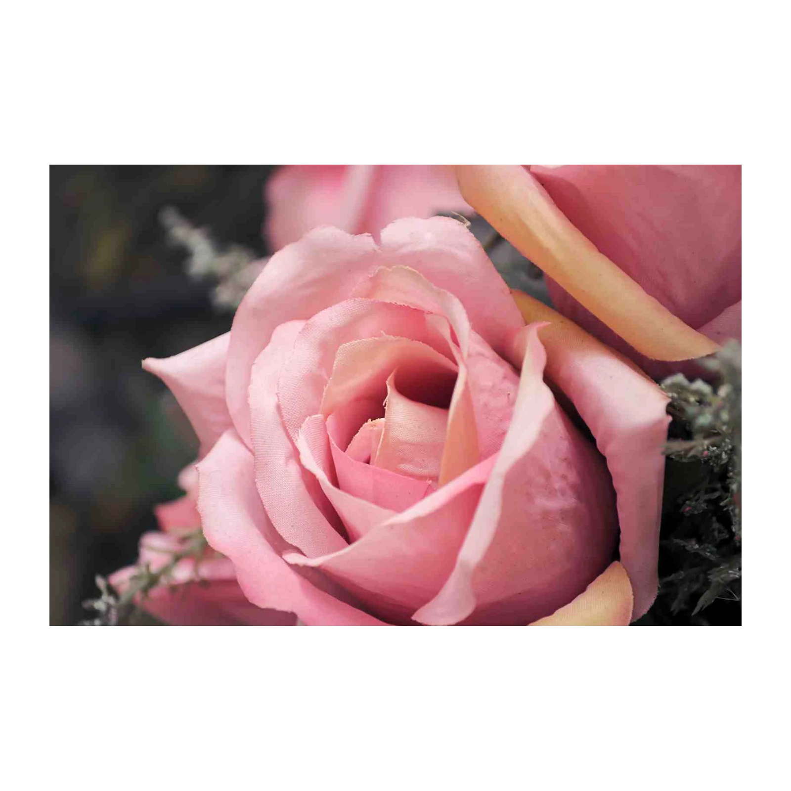 Soft Pink Rose Close-Up Wall Art for Bedroom Decor
