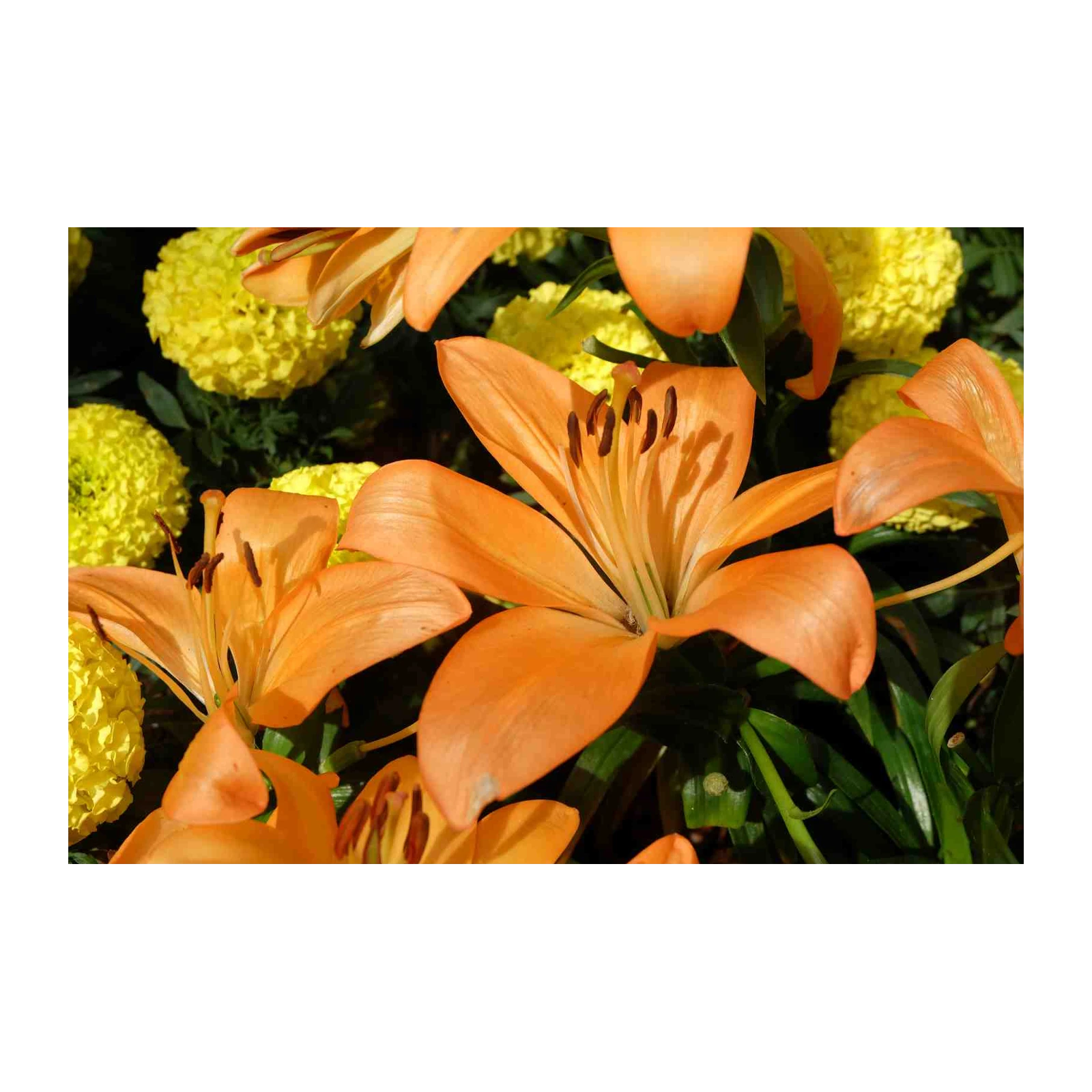 Vibrant Orange Lily & Yellow Marigold Bloom Wall Art