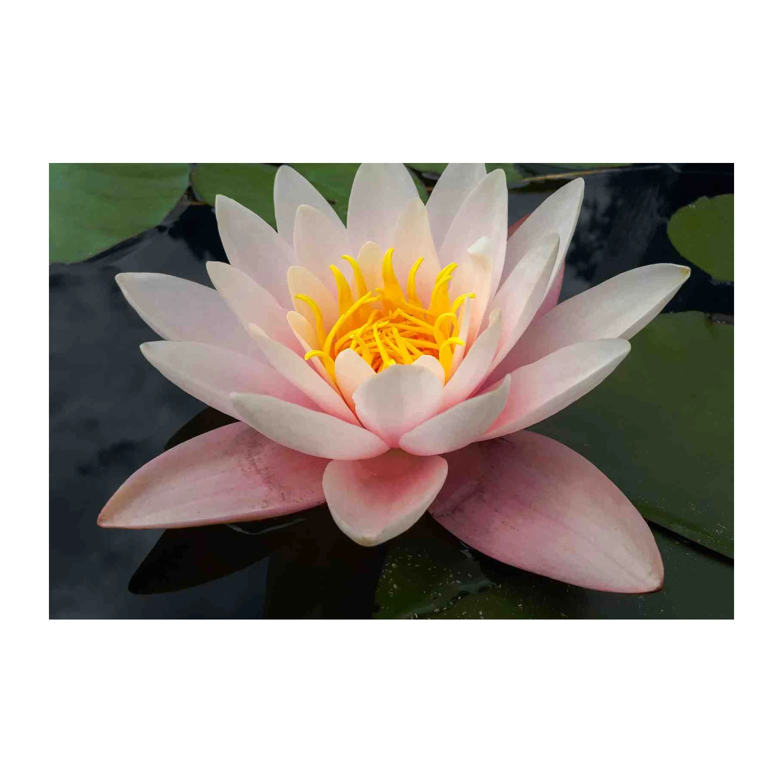 Serene Pink Water Lily Wall Art