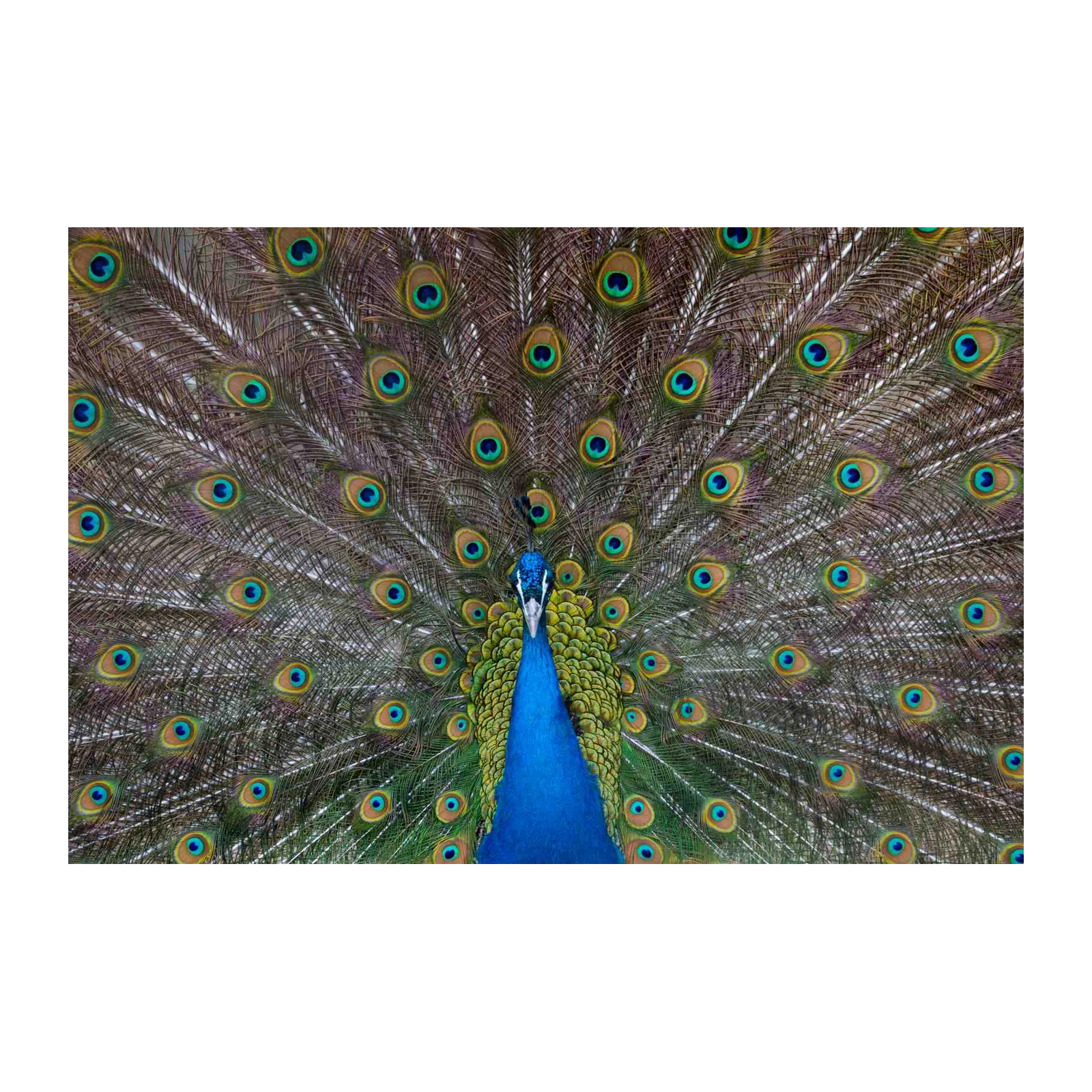 Majestic Peacock Feather Display Wall Art