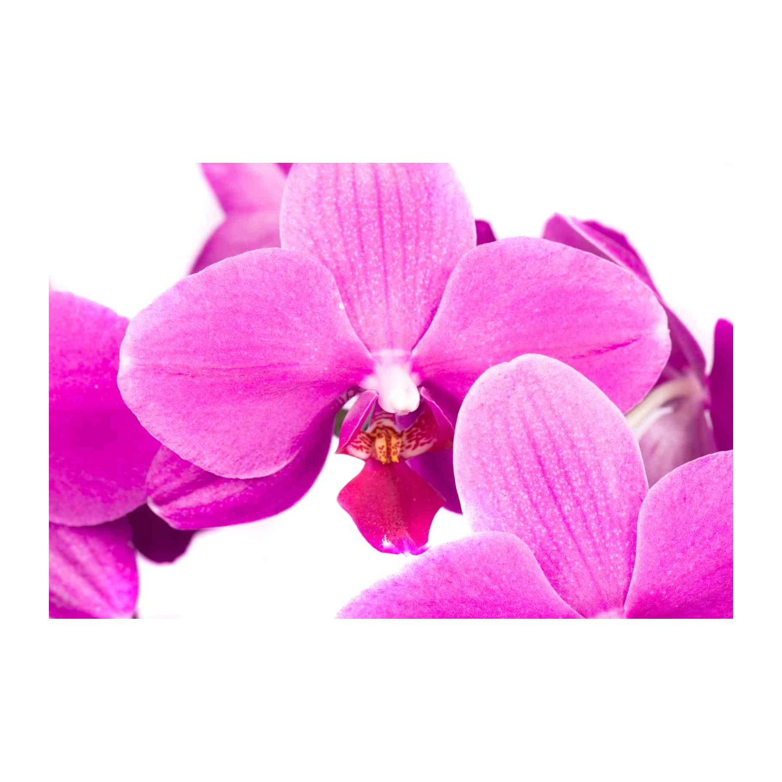 Vibrant Pink Orchid Close-Up Wall Art