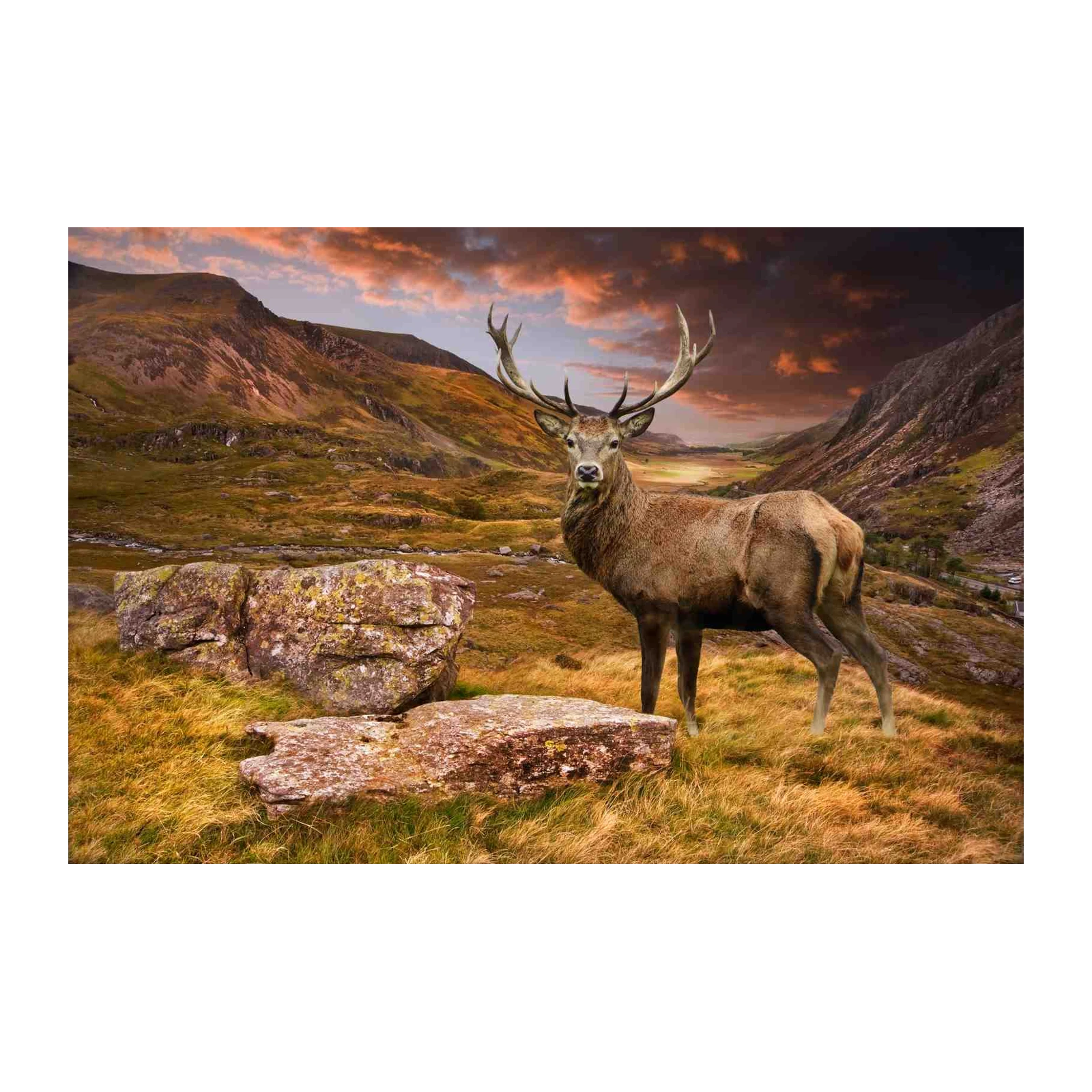Majestic Stag Highland Landscape Wall Art