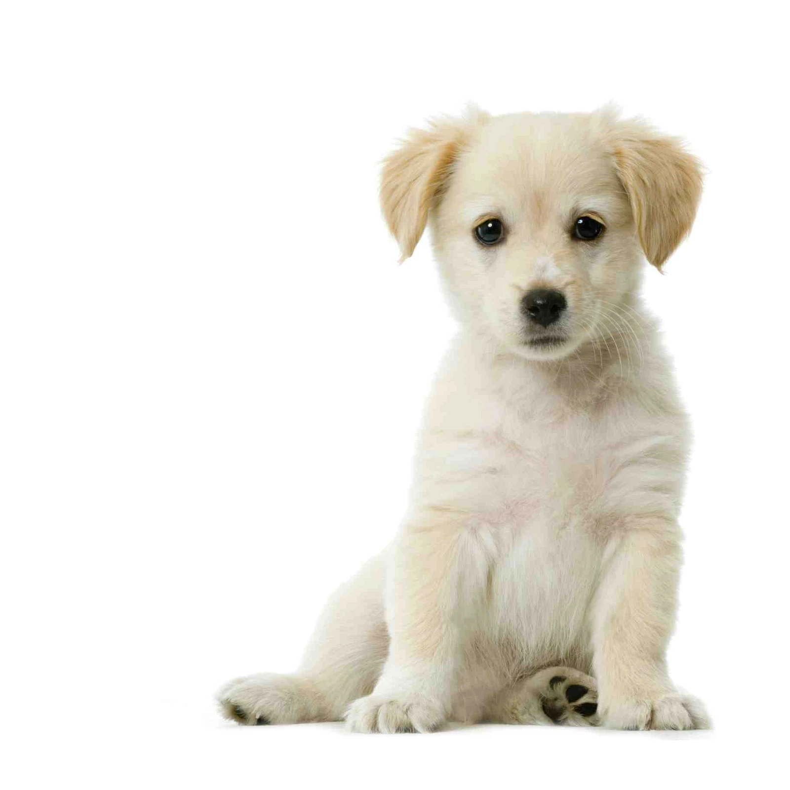 Adorable Golden Retriever Puppy Wall Art Art