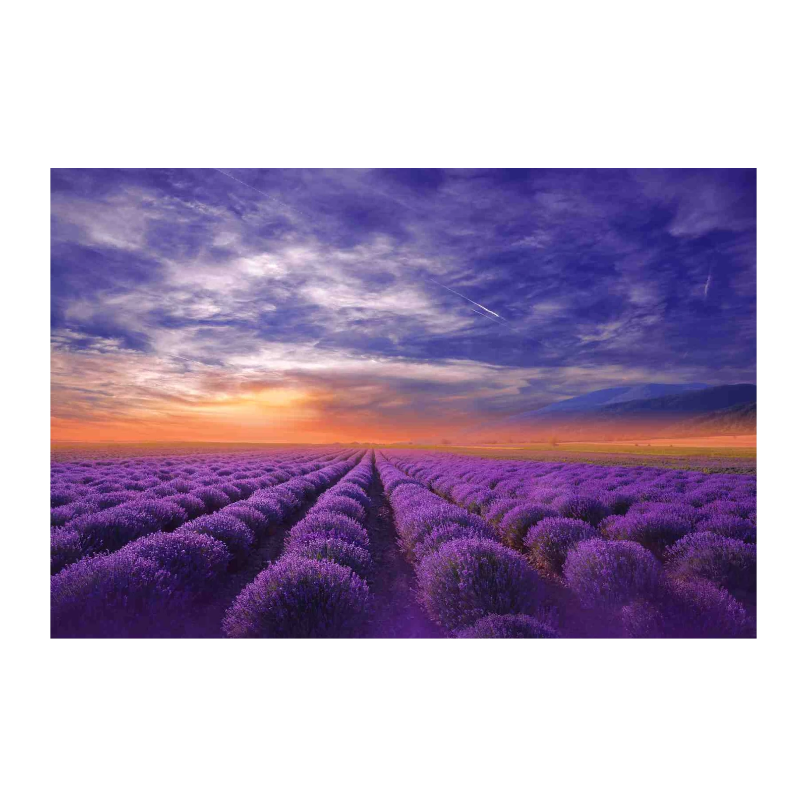 Sunset Lavender Field Wall Art - Serene Nature Art