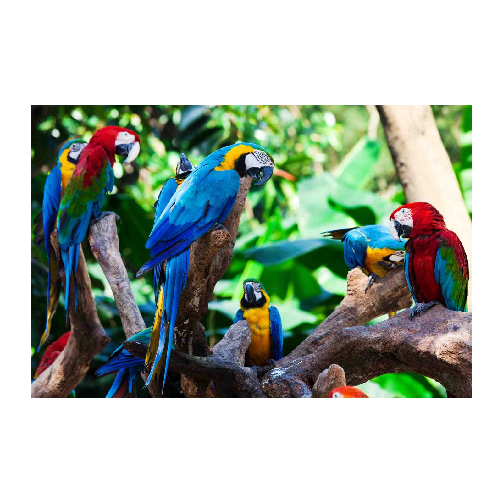 Vibrant Macaw Flock Tropical Bird Wall Art