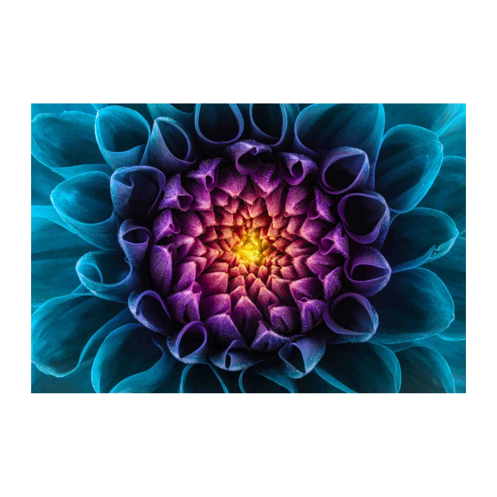 Vibrant Teal & Purple Dahlia Close-Up Wall Art