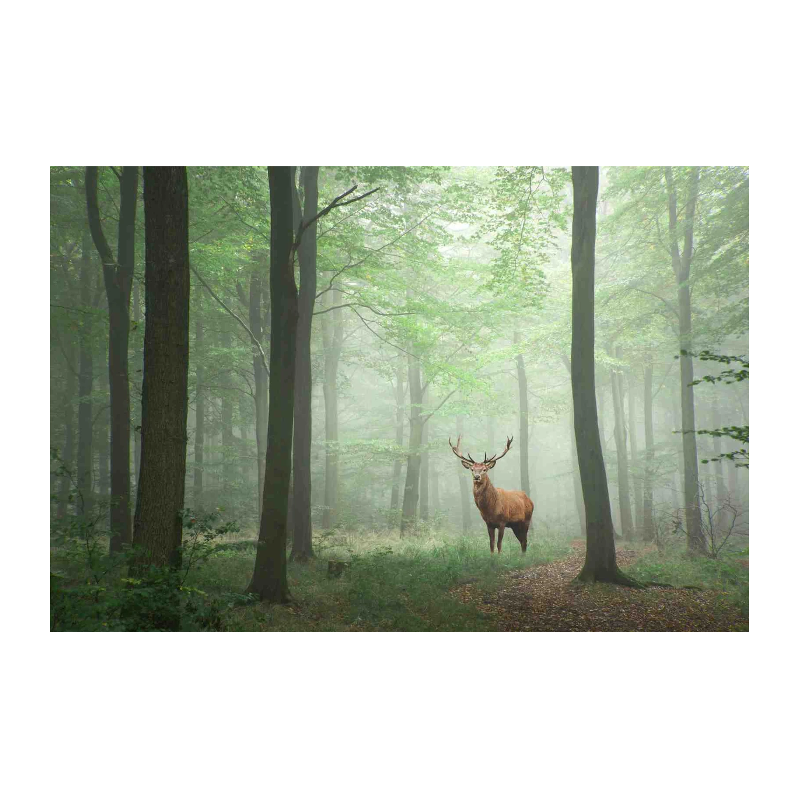 Misty Forest Deer Majestic Stag Wall Art