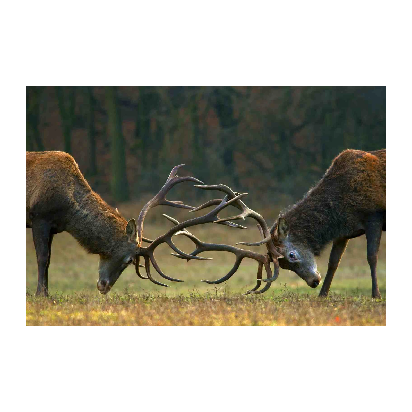 Majestic Stag Battle Antlers Wall Art