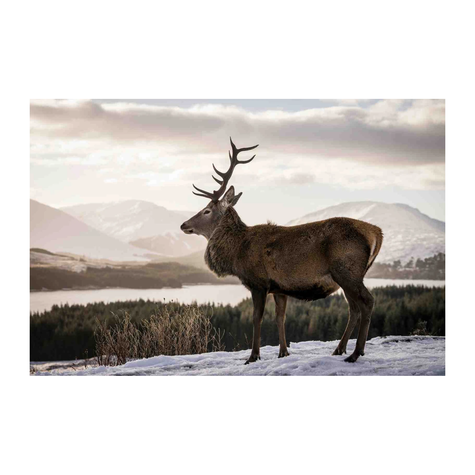 Majestic Stag Winter Landscape Wall Art