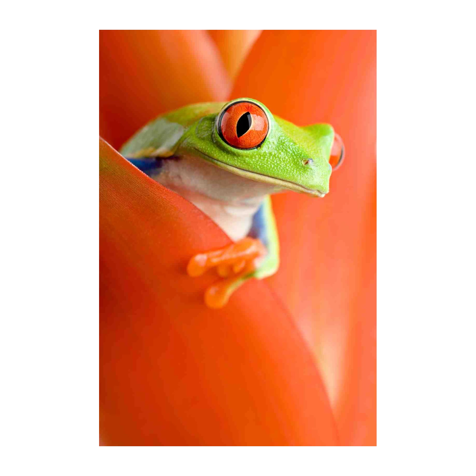 Vibrant Red-Eyed Tree Frog Wall Art