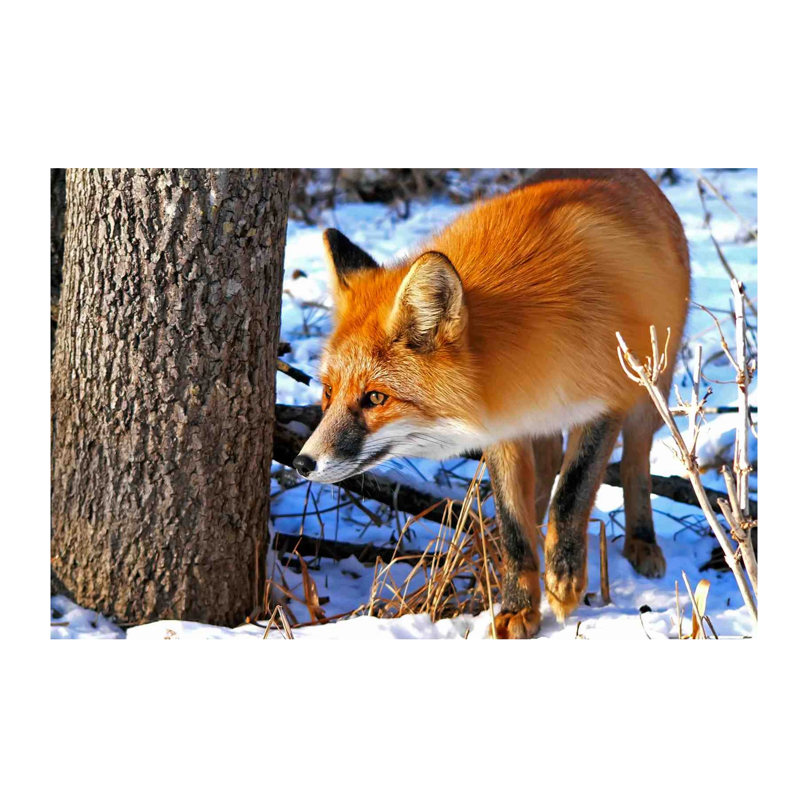 Majestic Red Fox Winter Woodland Wall Art