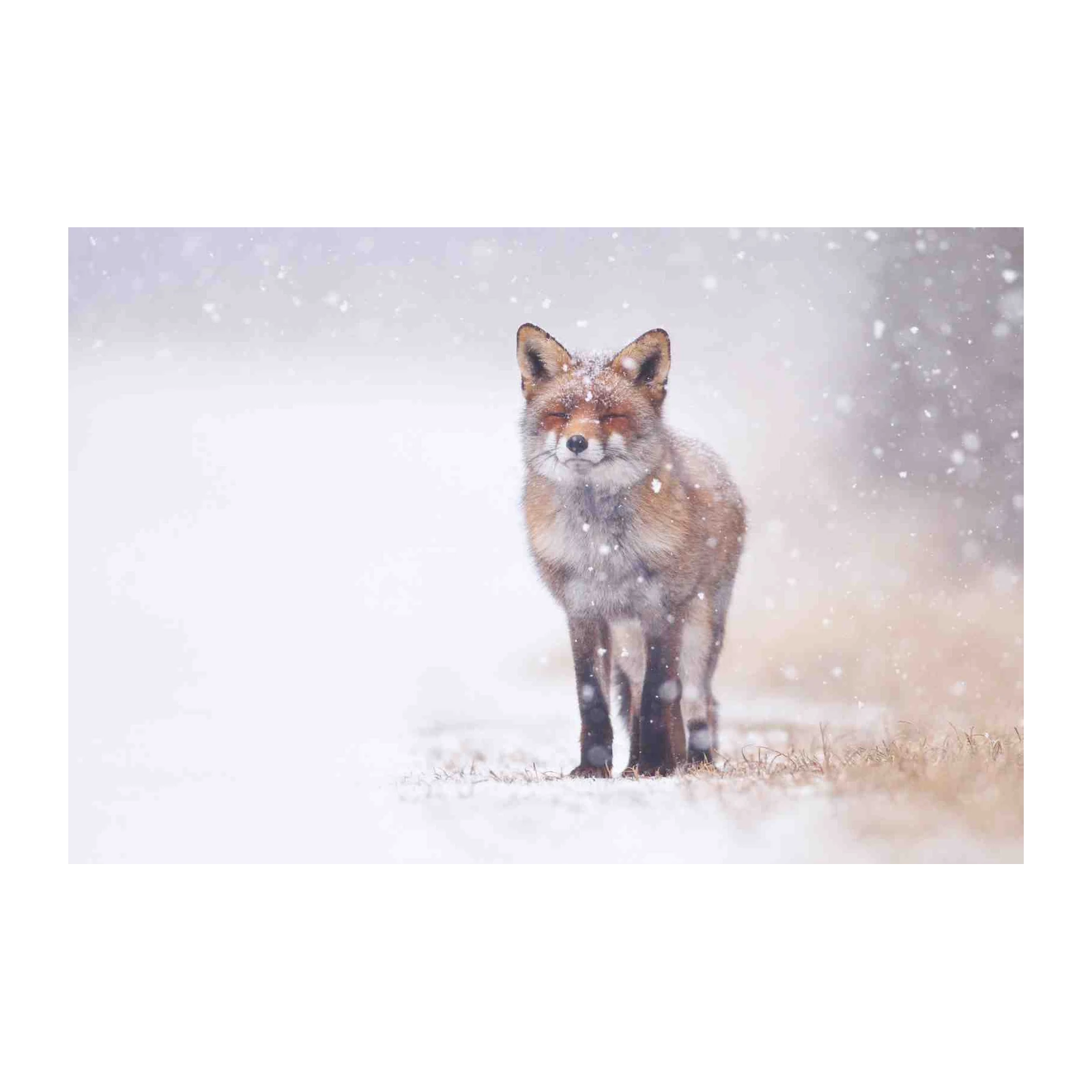 Serene Fox in Snowfall Wall Art Wall Art