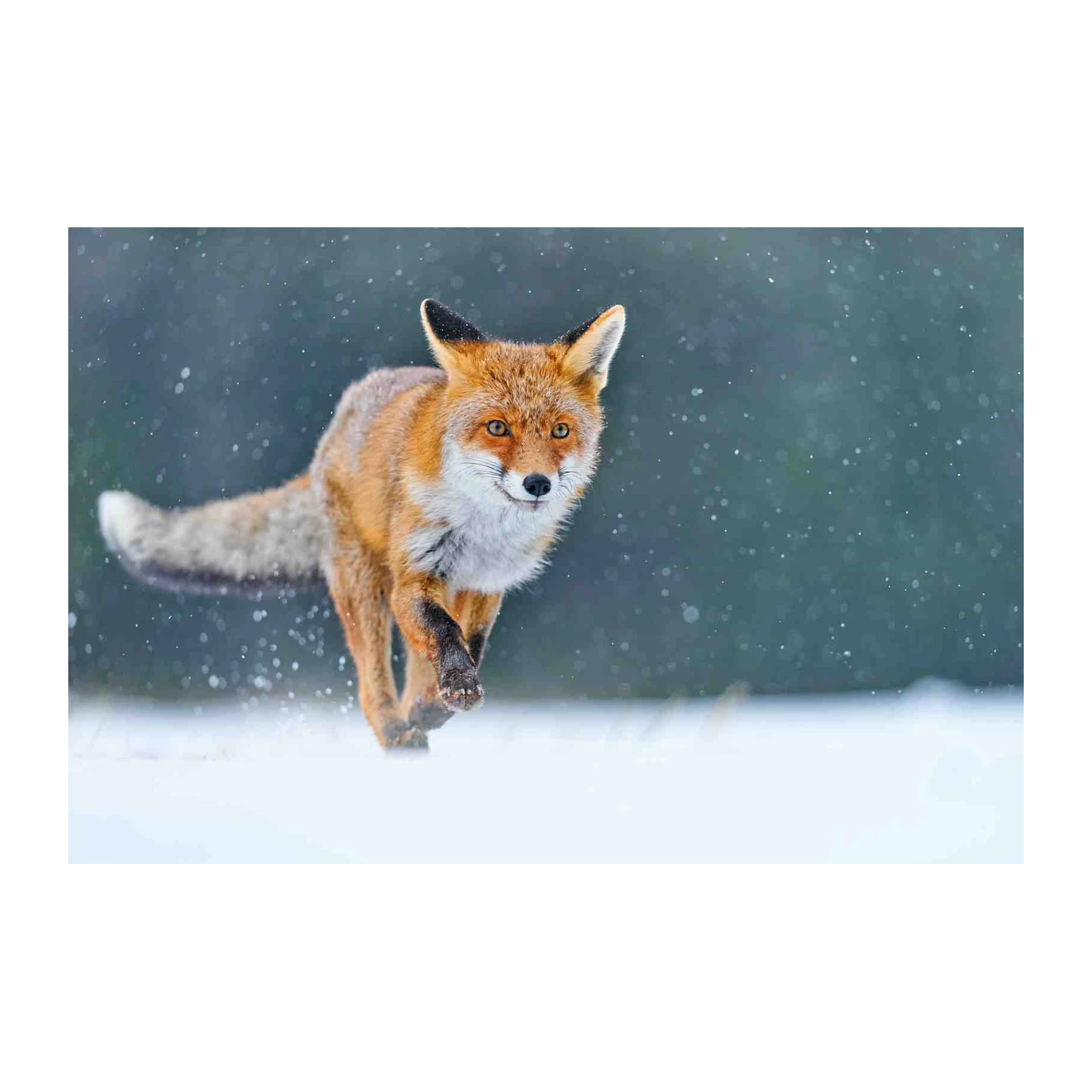 Majestic Fox in Snow Wall Art