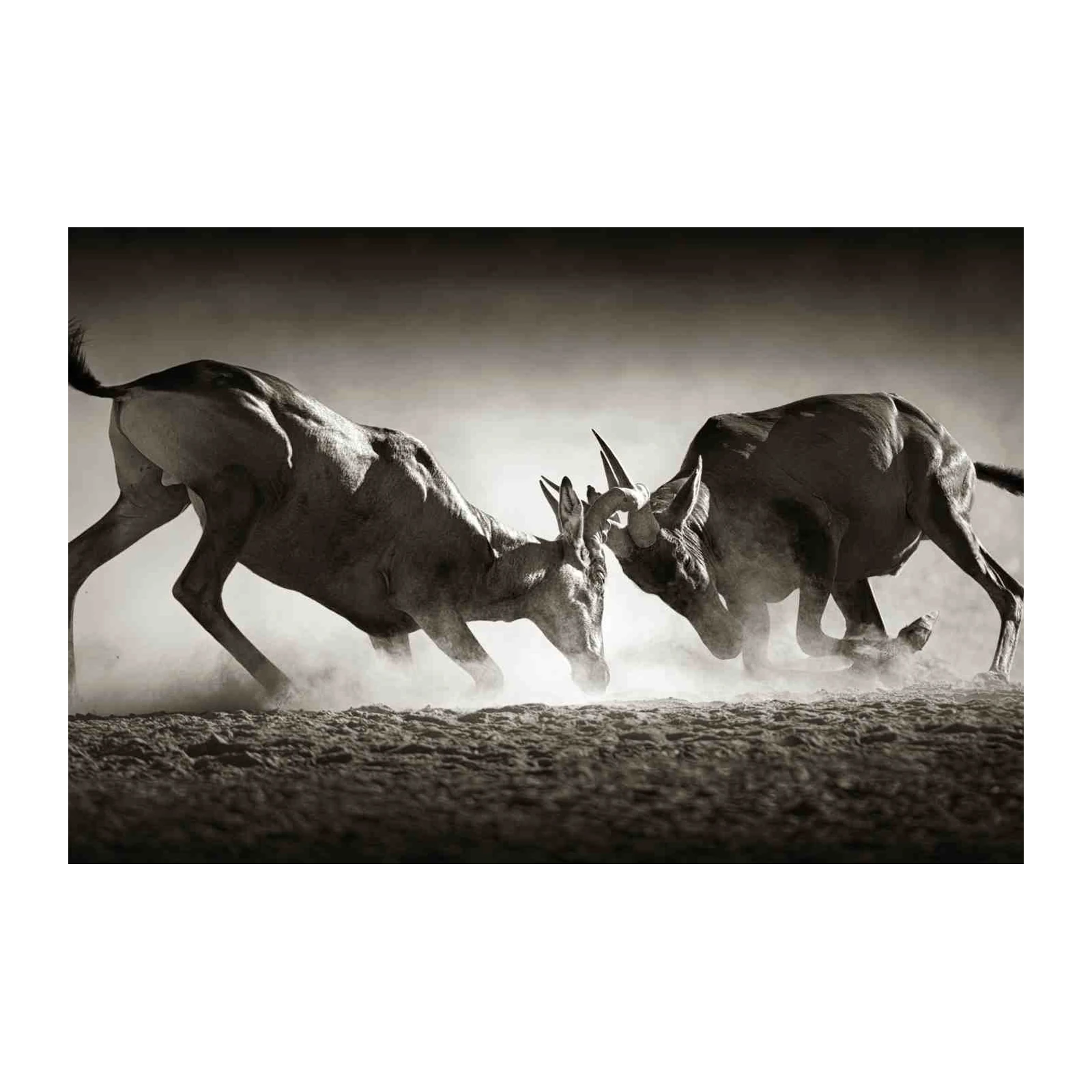 Wild Antelope Battle Black & White Wall Art