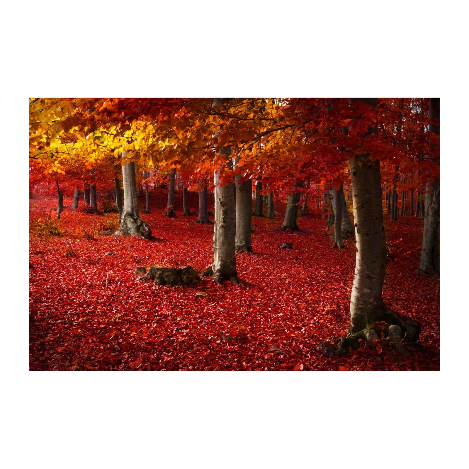 Vibrant Autumn Forest Wall Art