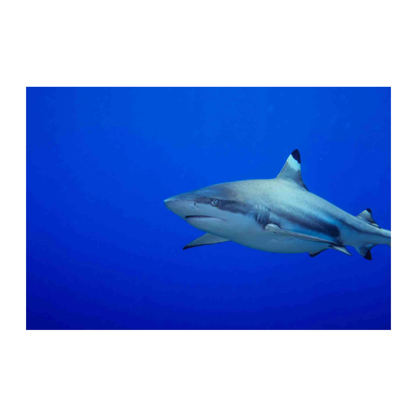 Majestic Shark Under Blue Sea Wall Art