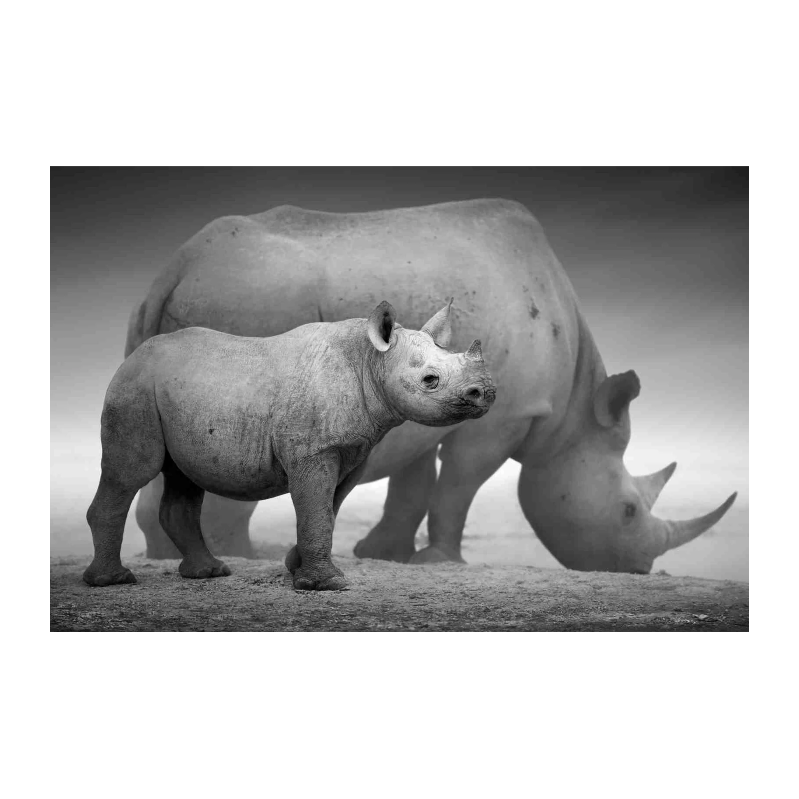 Majestic Rhinos Mother & Calf Black and White Wall Art