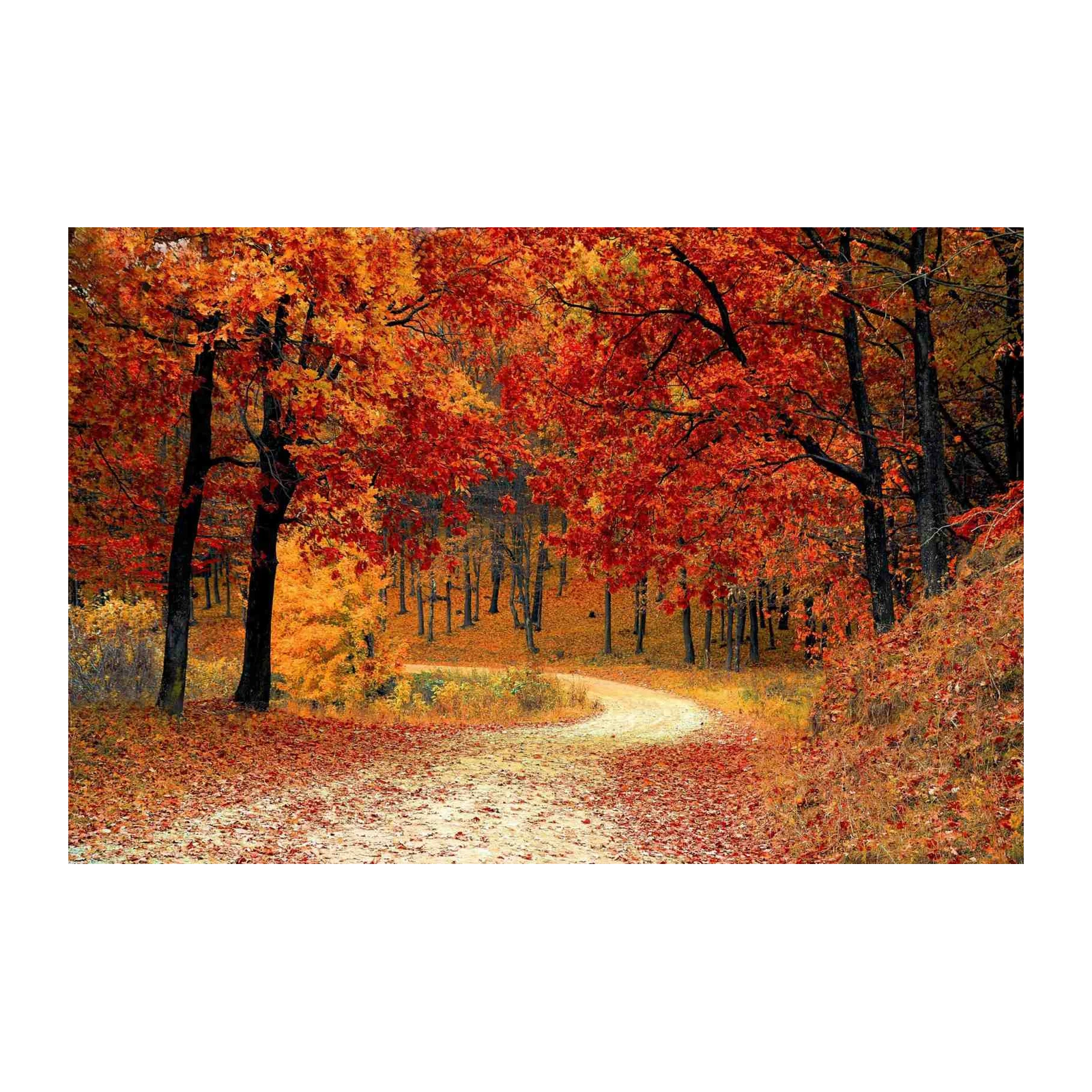 Vibrant Autumn Forest Path Wall Art