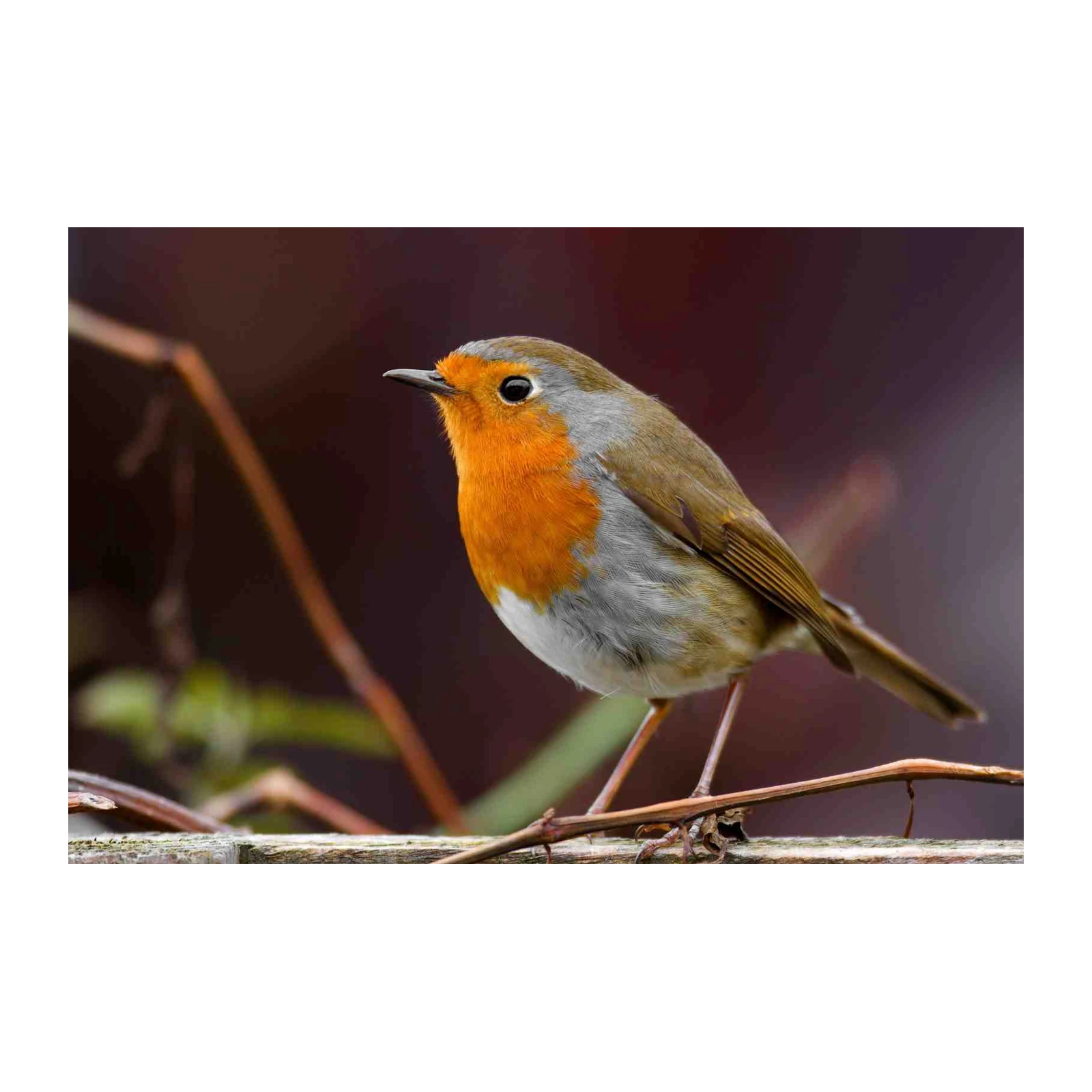 Charming Robin Bird on Branch Wall Art