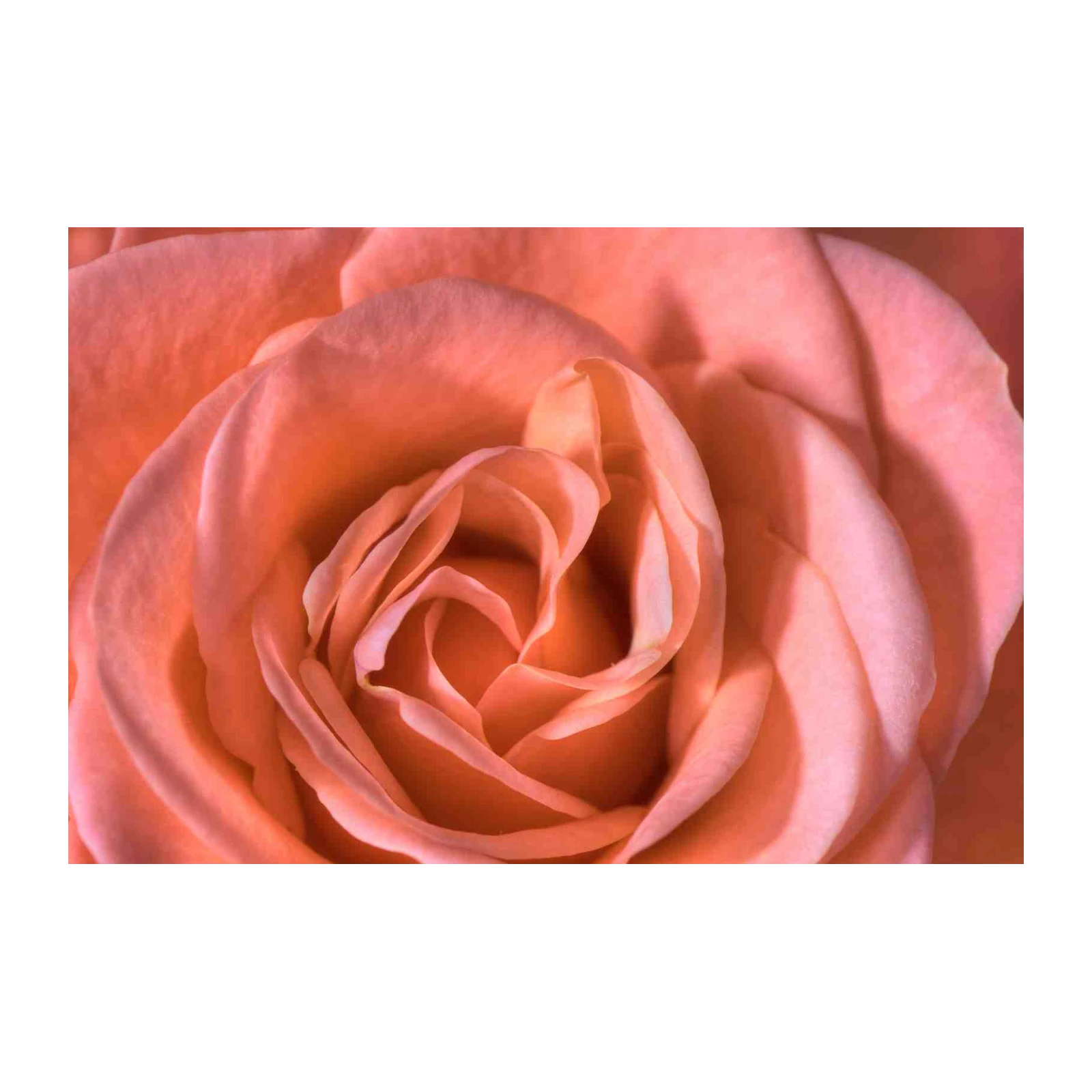 Peach Rose Macro Wall Art - Floral Wall Art